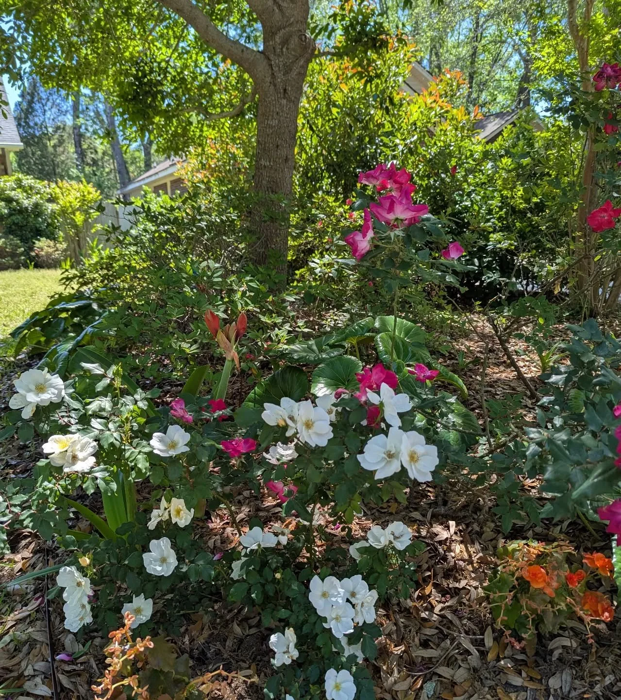 🌹 This shady little oasis has come a long way! The roses are going bananas, amaryllis are starting to bloom, the orange begonias added a fun pop of color and the tractor seat plants have filled in very nicely. 

#justpeachygardening #charlestongarde