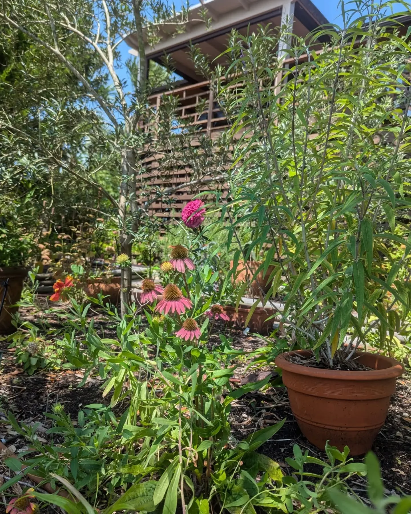 Today's office views 🌞😍

Everything that I planted earlier this spring is THRIVING. Blanket flower, coneflowers, zinnias, Mexican sage, and beach sunflowers are all in bloom 🌻

I am so grateful and so thankful for clients that trust in my vision a