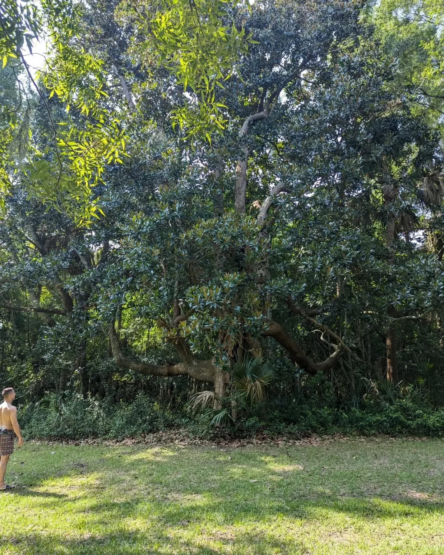 Holy Magnolia

So many zebra longwing butterflies 

St. John's wort in bloom 

Nature continues to nurture