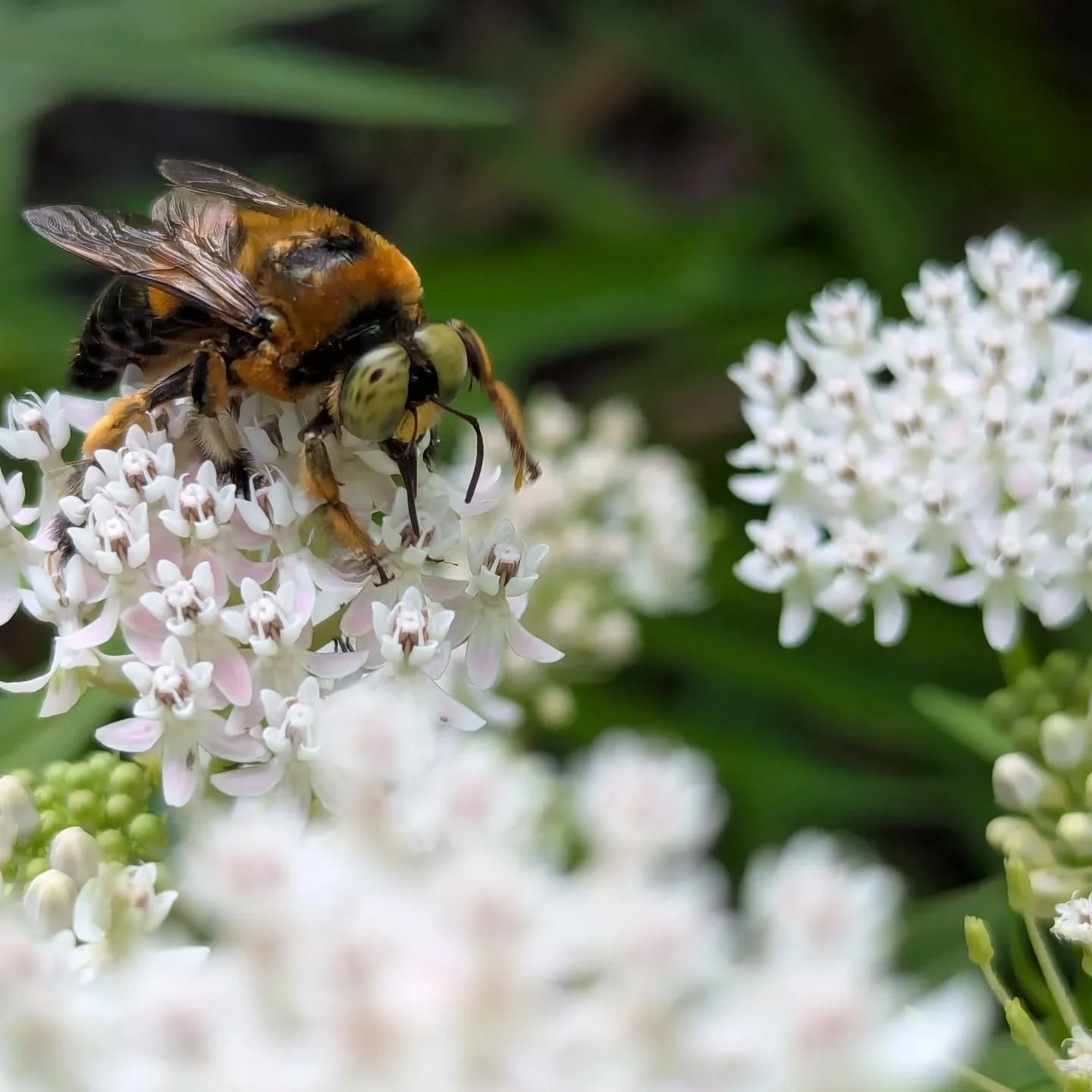 These industrious bees are more than just pollinators. The carpenter bee is a homebody, returning to the very same wooden tunnels it was born in year after year. As each generation expands the family home, a single tunnel can become a complex network
