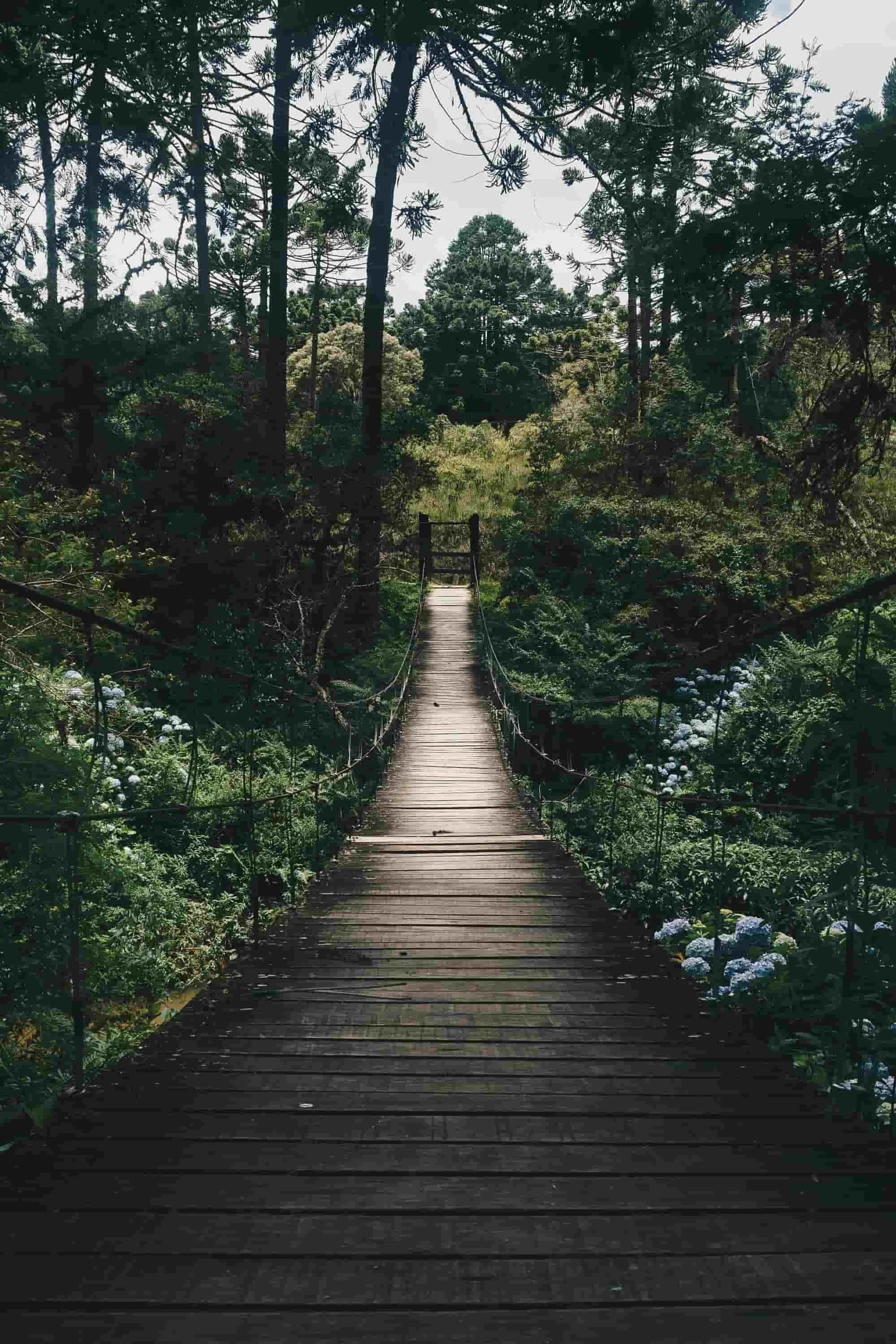 A narrow wooden suspension bridge stretching through a lush green forested area.