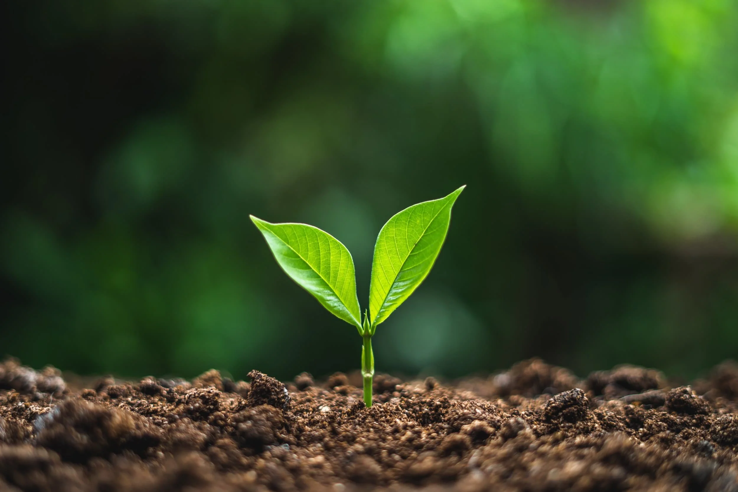 Close-up of a small green plant sprouting from dark brown soil, with two bright green leaves.