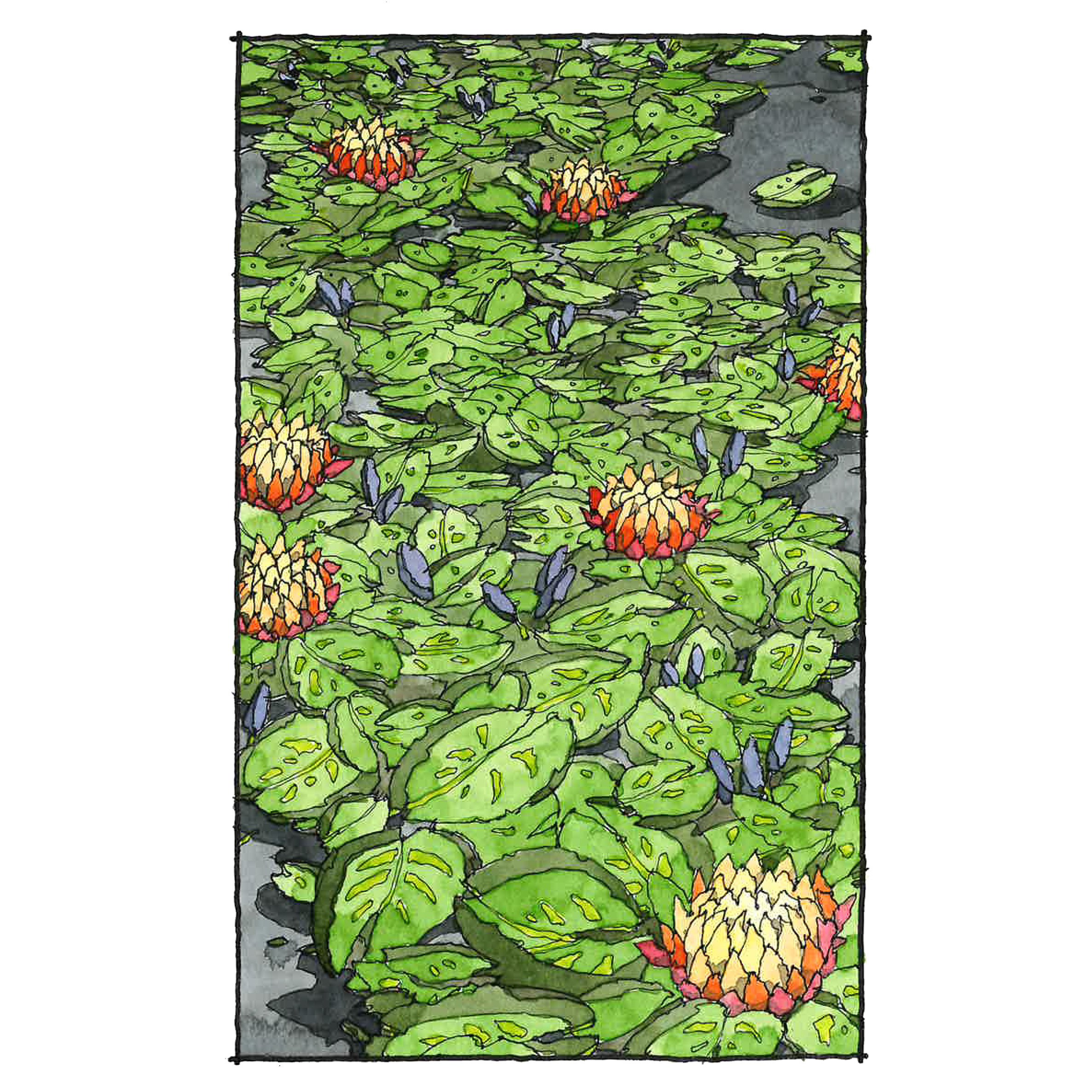 8.30.24 Lily Pads.jpg