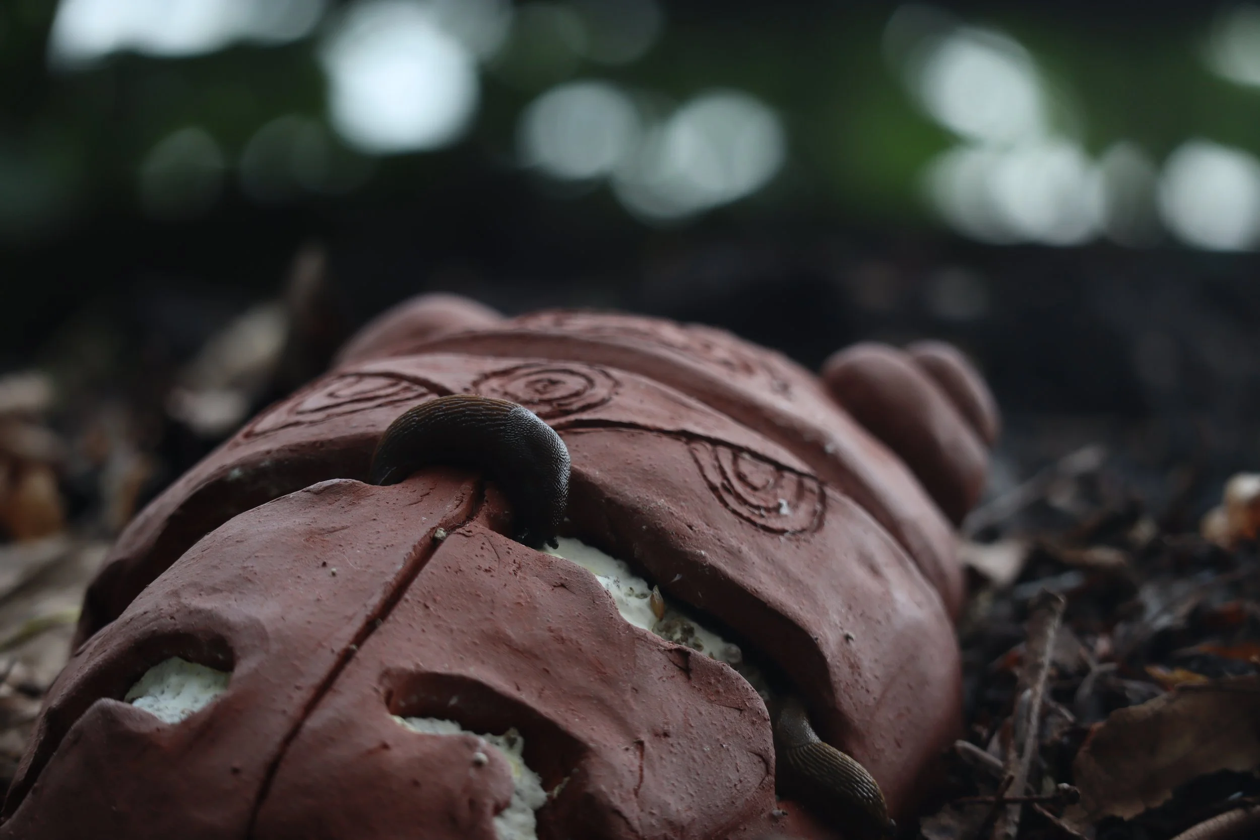 Fungi- Insect Mutualism