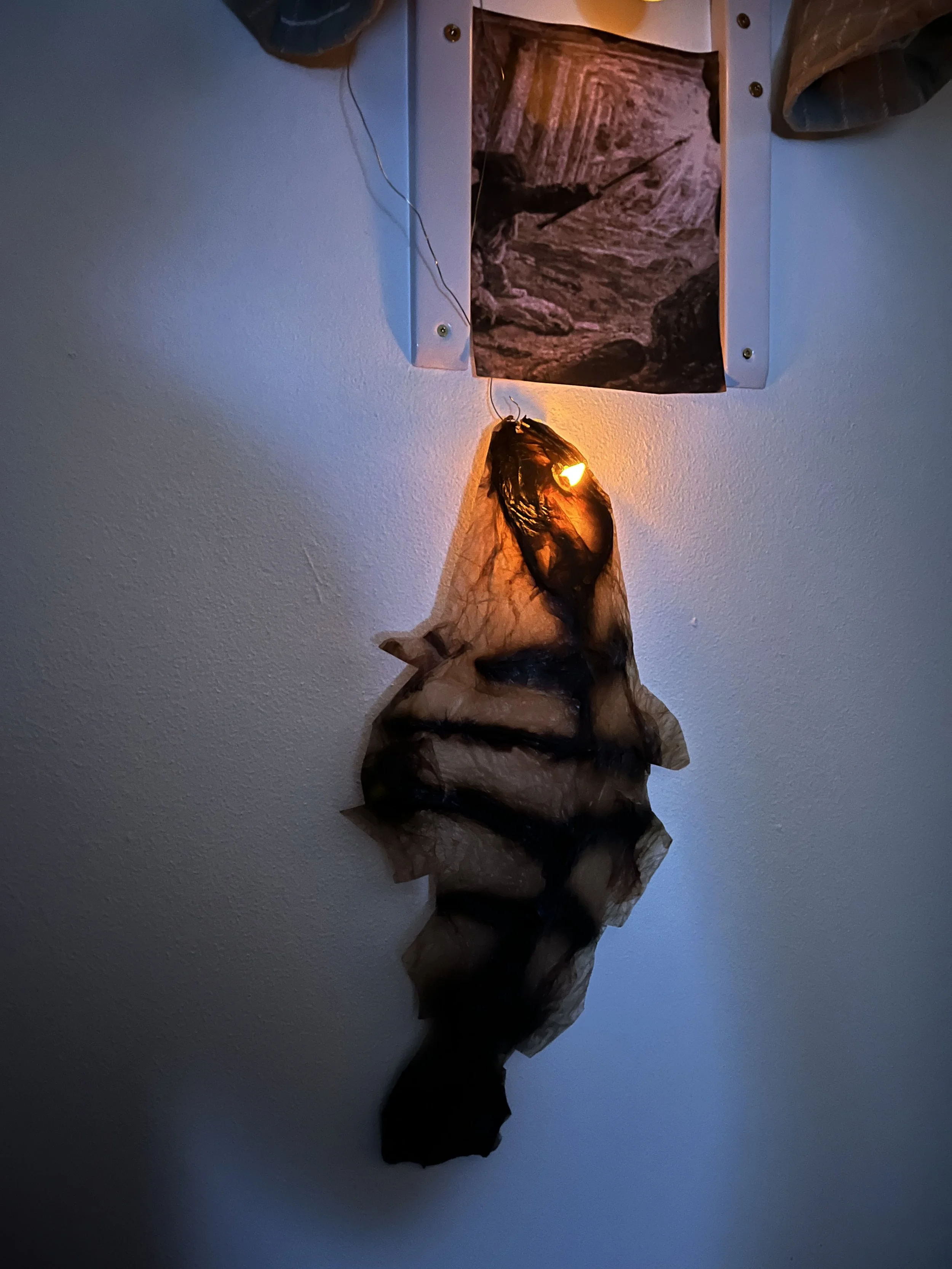 Bacterial Lamp