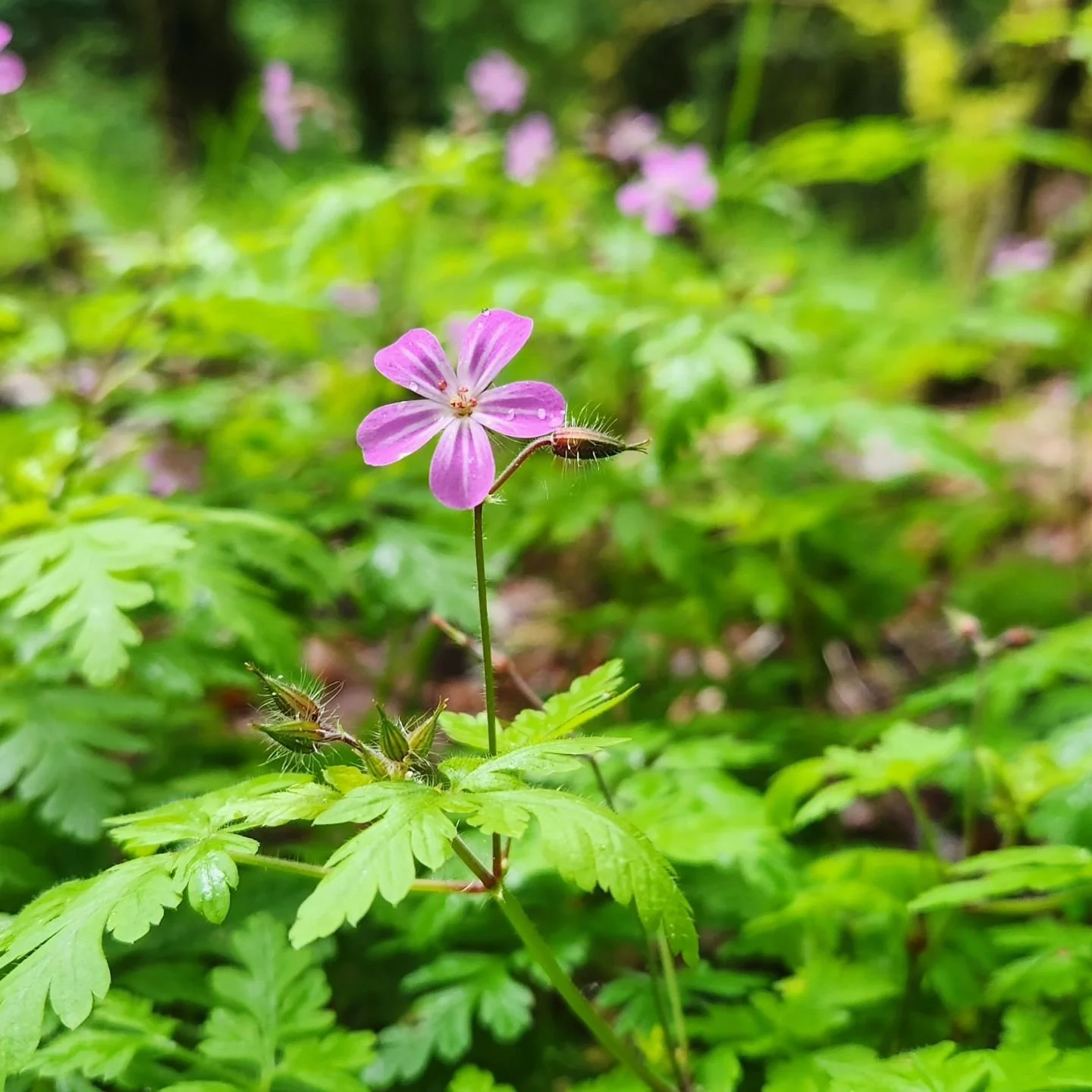 Taking an hour to disconnect from some things and reconnect with what matters most. #familytime #nature #breath One of my favorite places. #GoldstreamPark #photography #CamilleCurrie