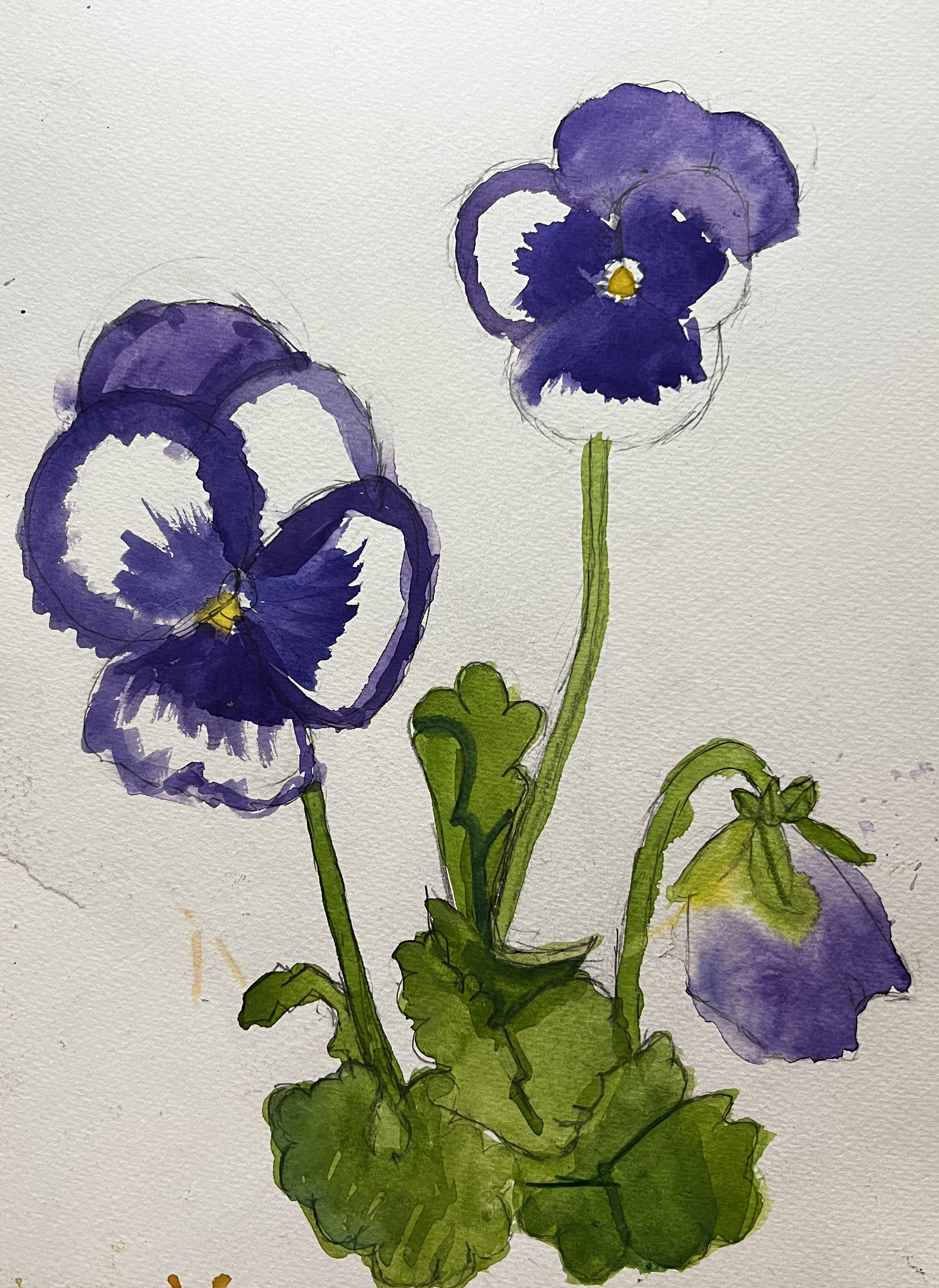 Three violet pansies