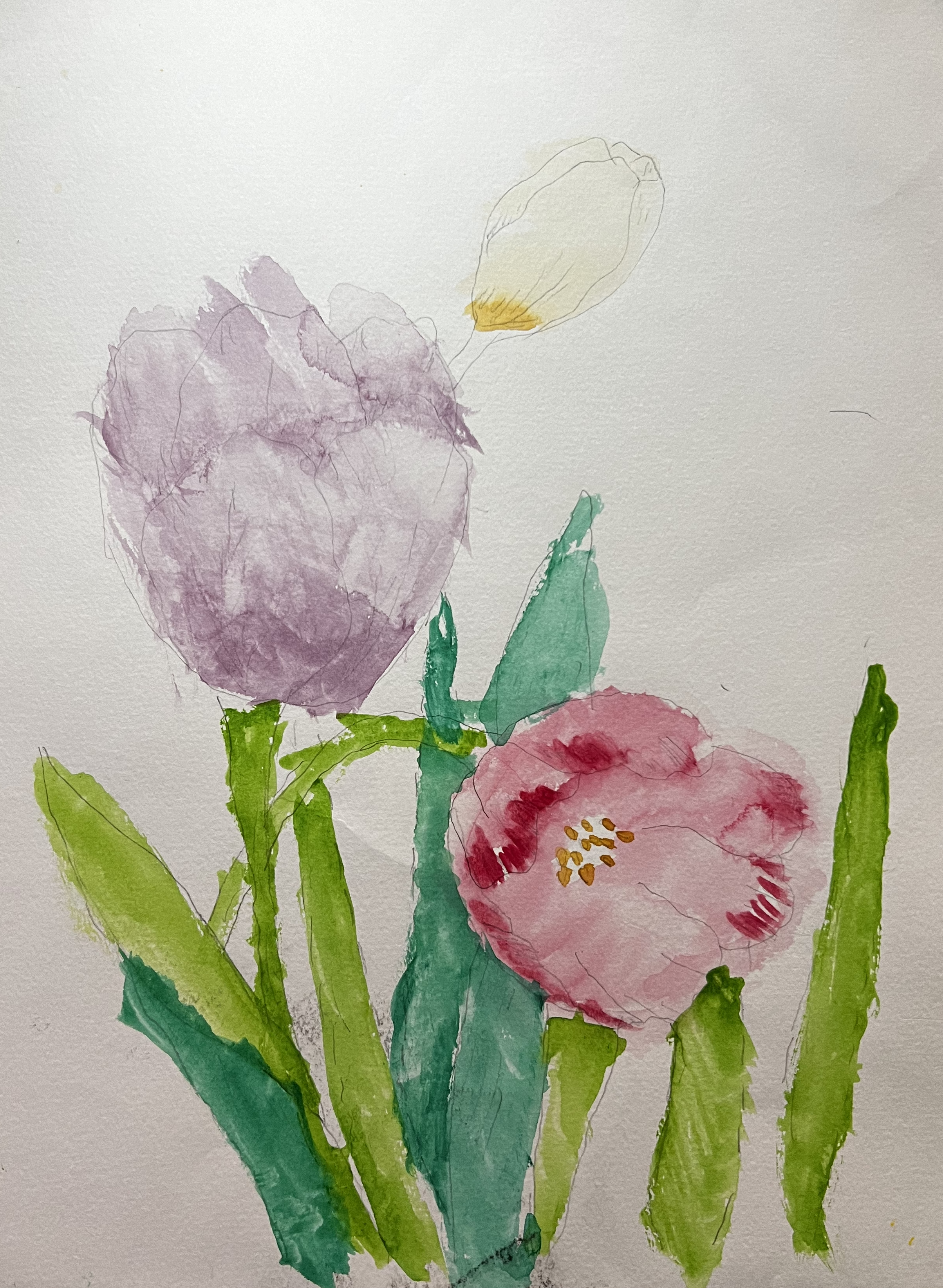 Tulips