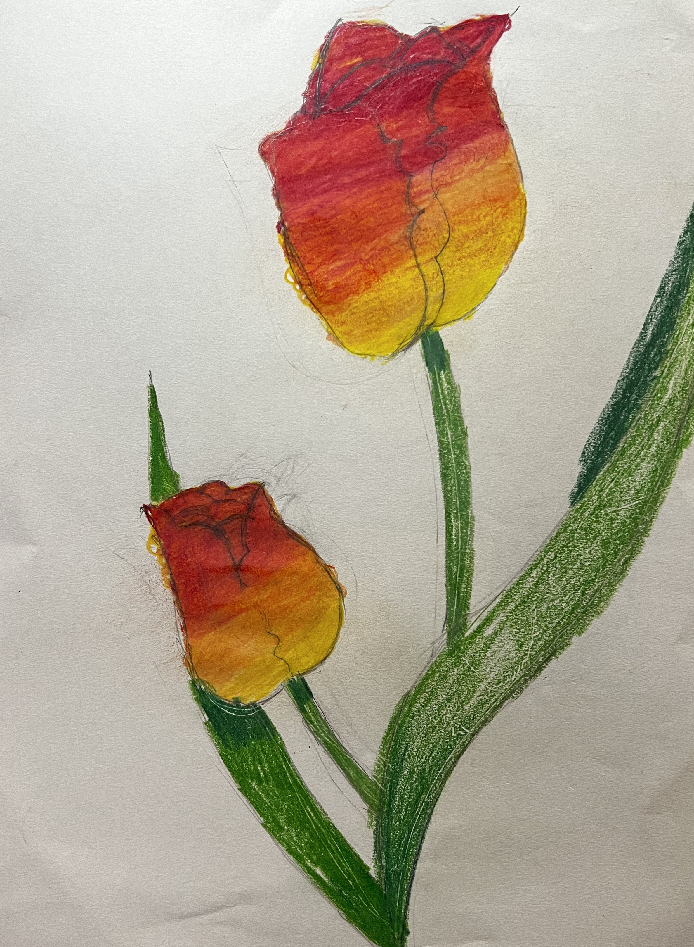 Red , orange, and yellow tulips