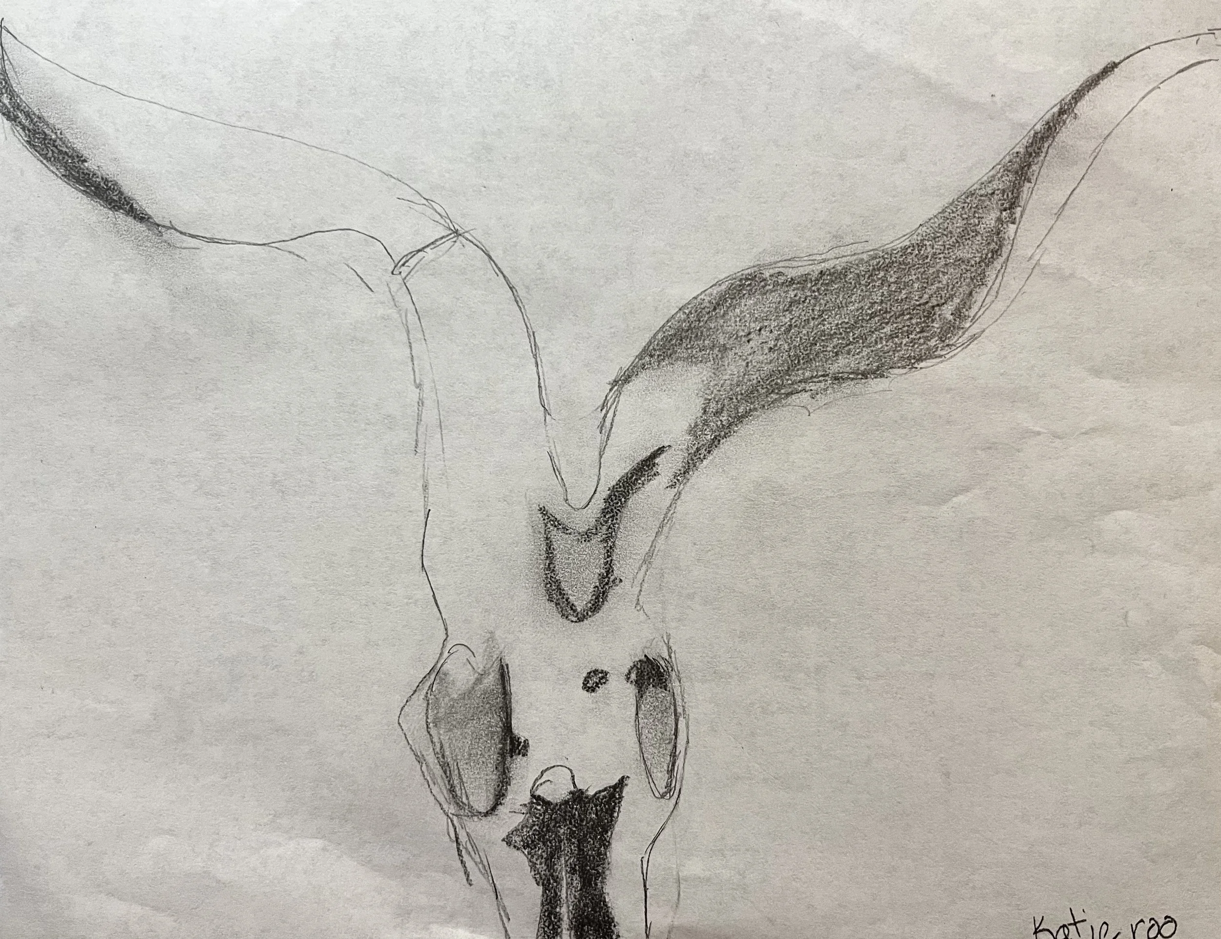 Pencil drawing of a deer or cow skull