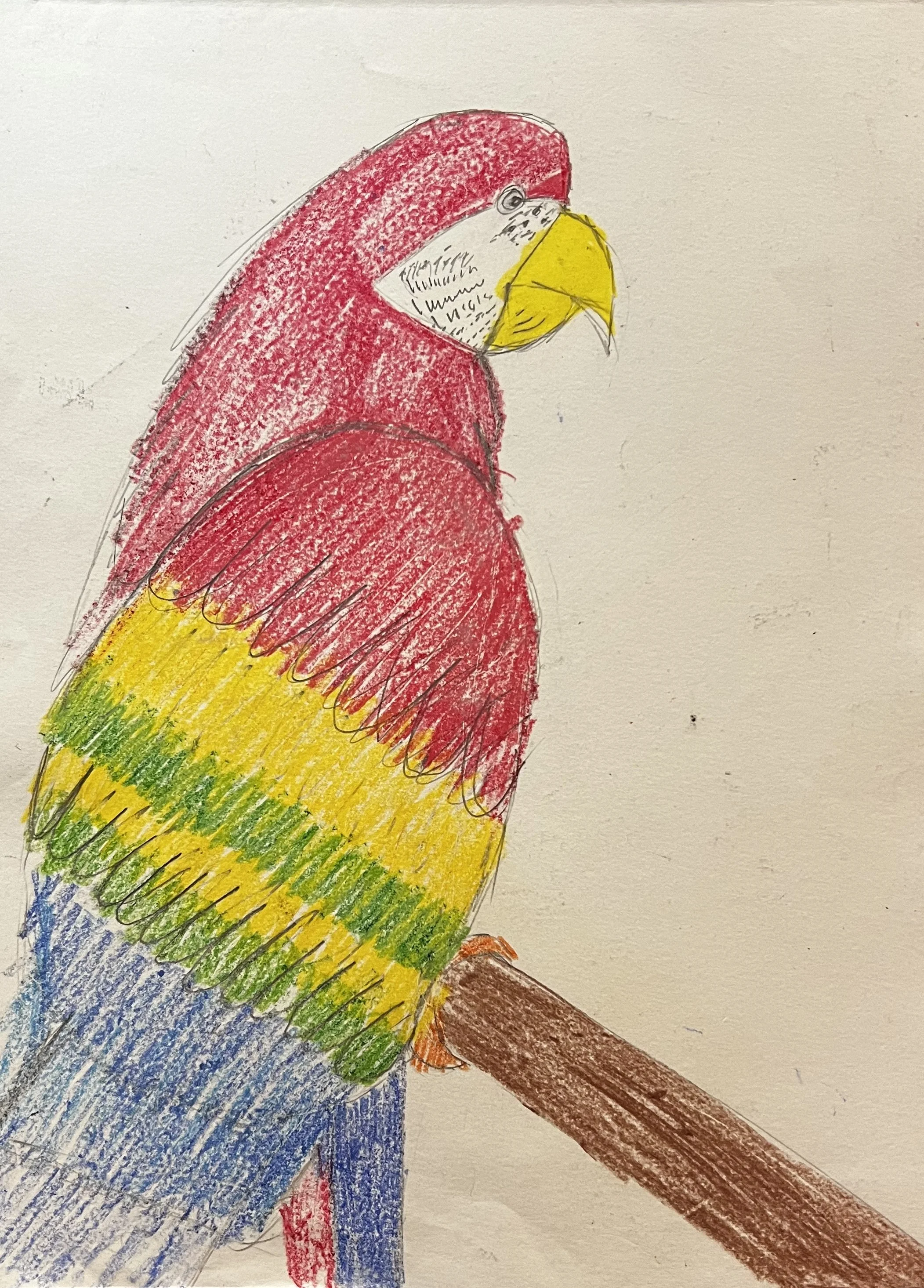 Drawing of a macaw