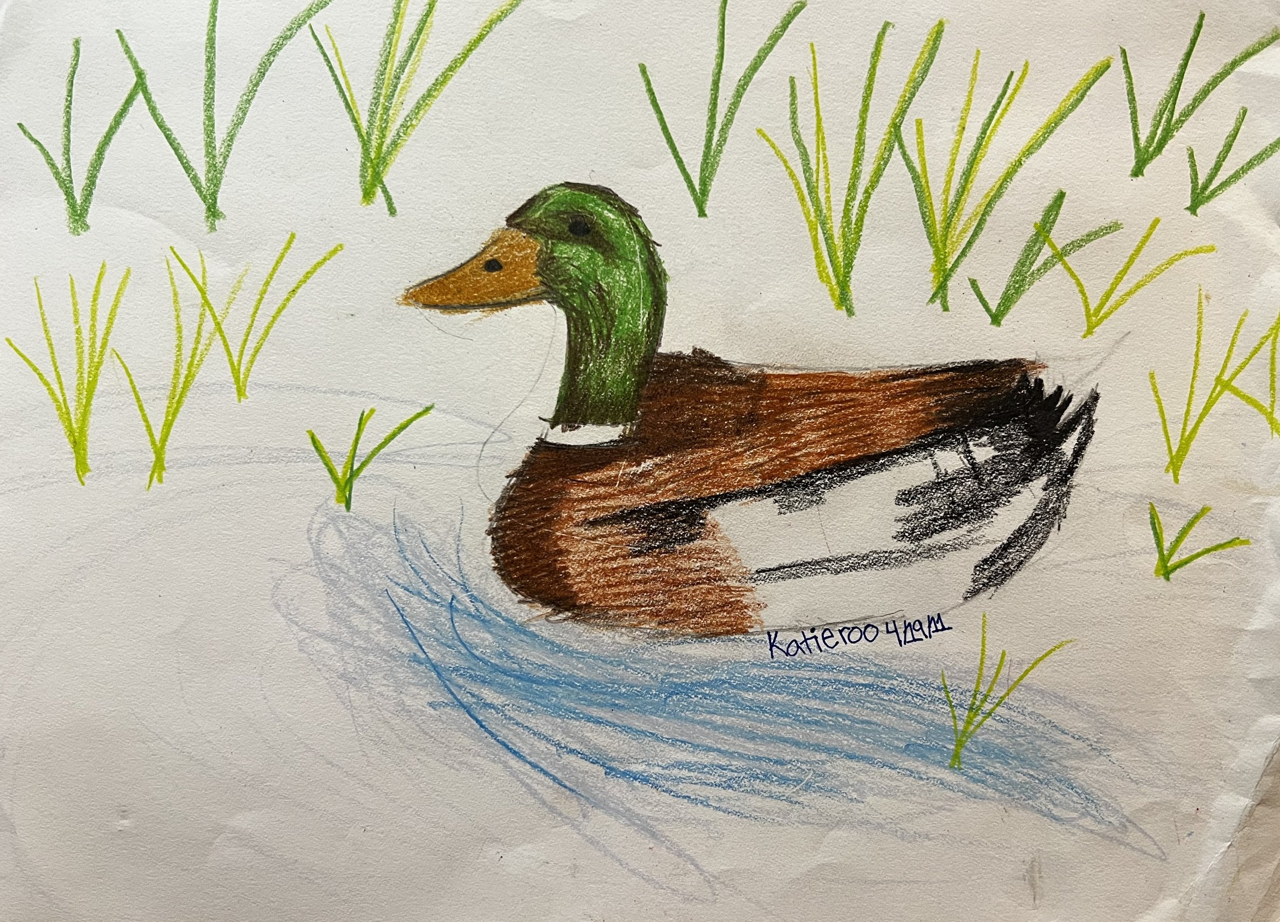 Pastel Drawign of a duck