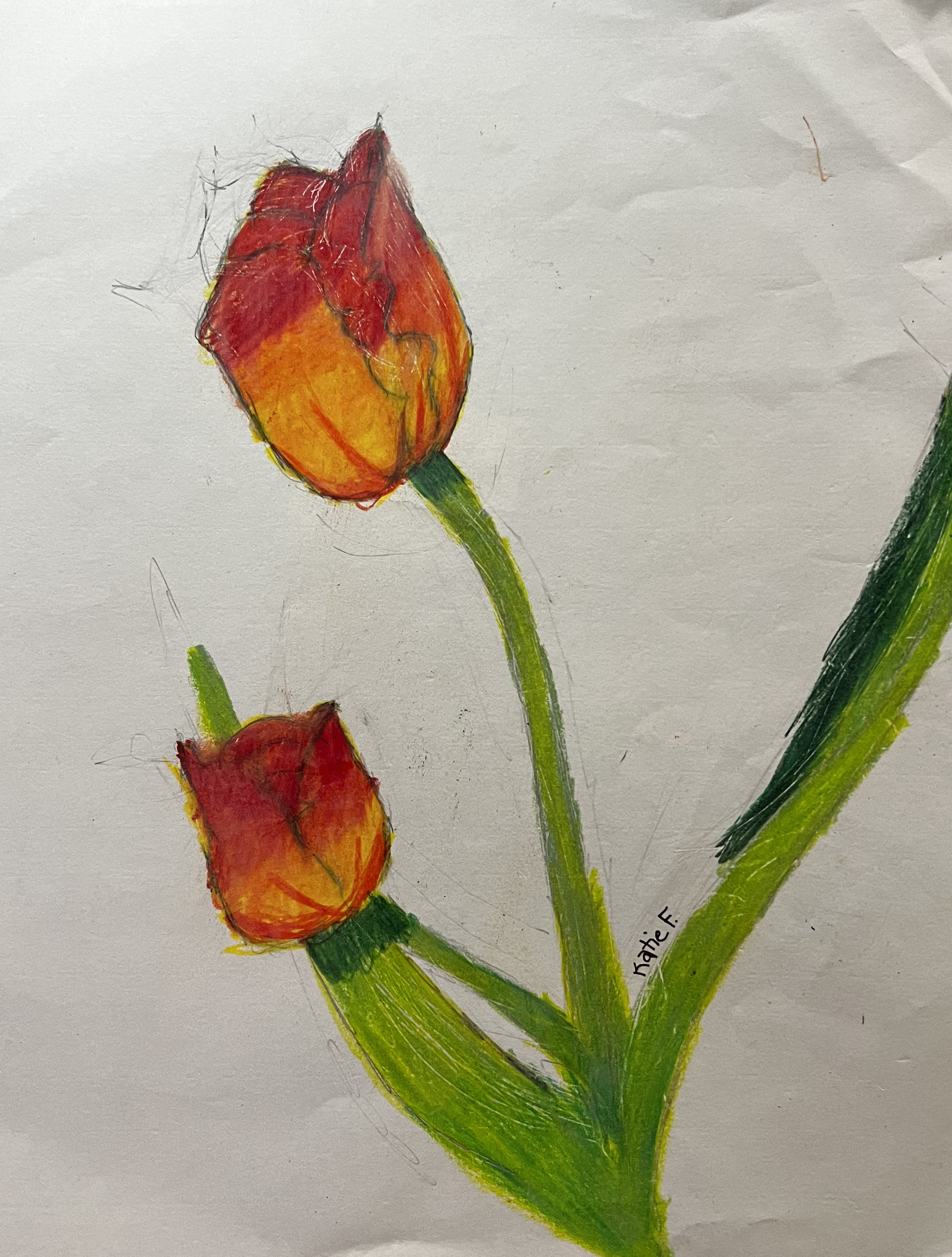 Red and orange tulips