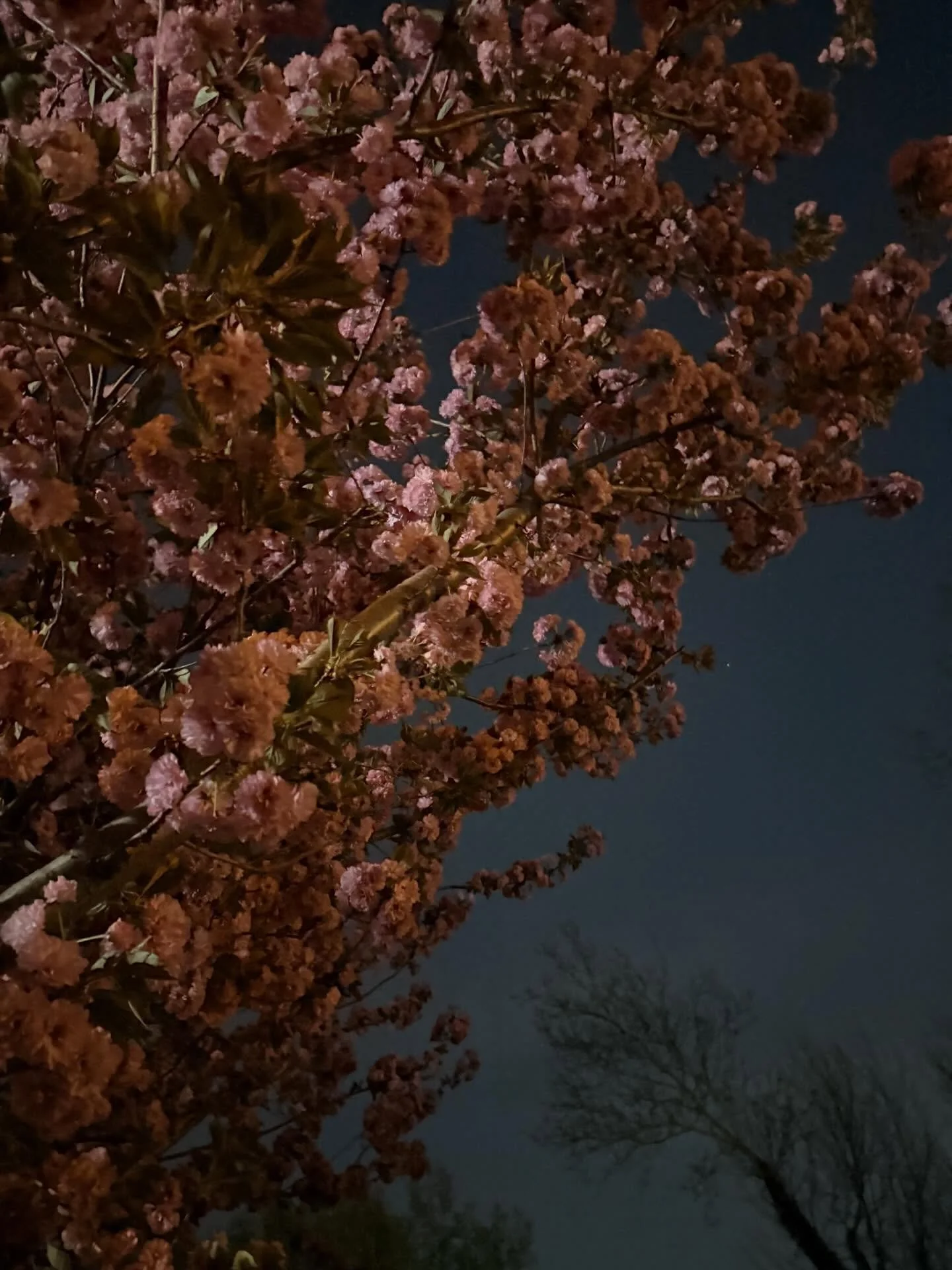 Mother nature showing off how incredible she is, even in the dark.
Mamas do this too&mdash;we bloom and grow, even in the dark. 

If you're looking for a little light, the Dear Mama Heartwork Workshop is on Sunday, 5/3. Link in bio 🌸🌙