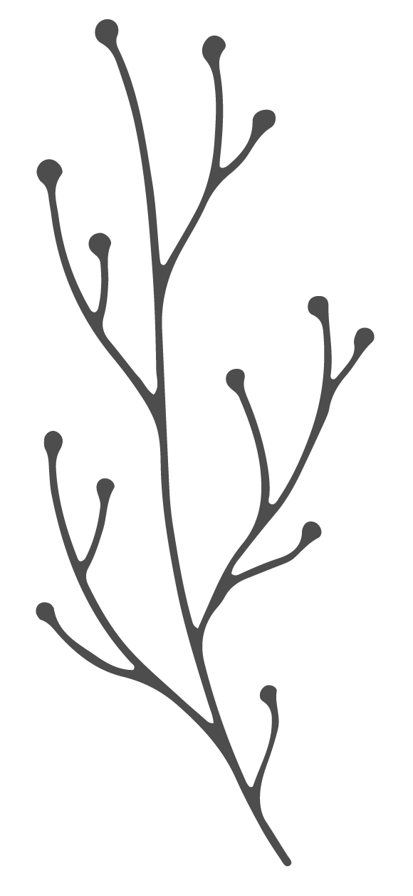 Gezeichnete Pflanze, deren Wachstum von der Wurzel an den Werdegang unserer Texterin Maria beschreibt.