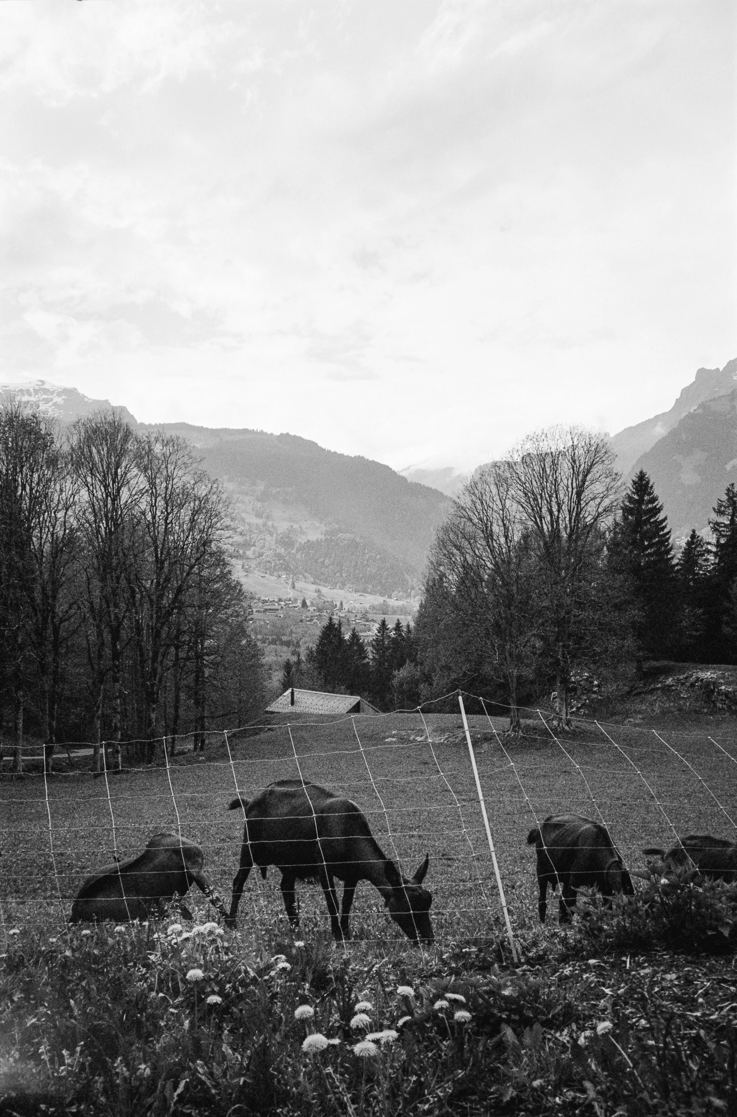 euroscan-421-positive.jpg