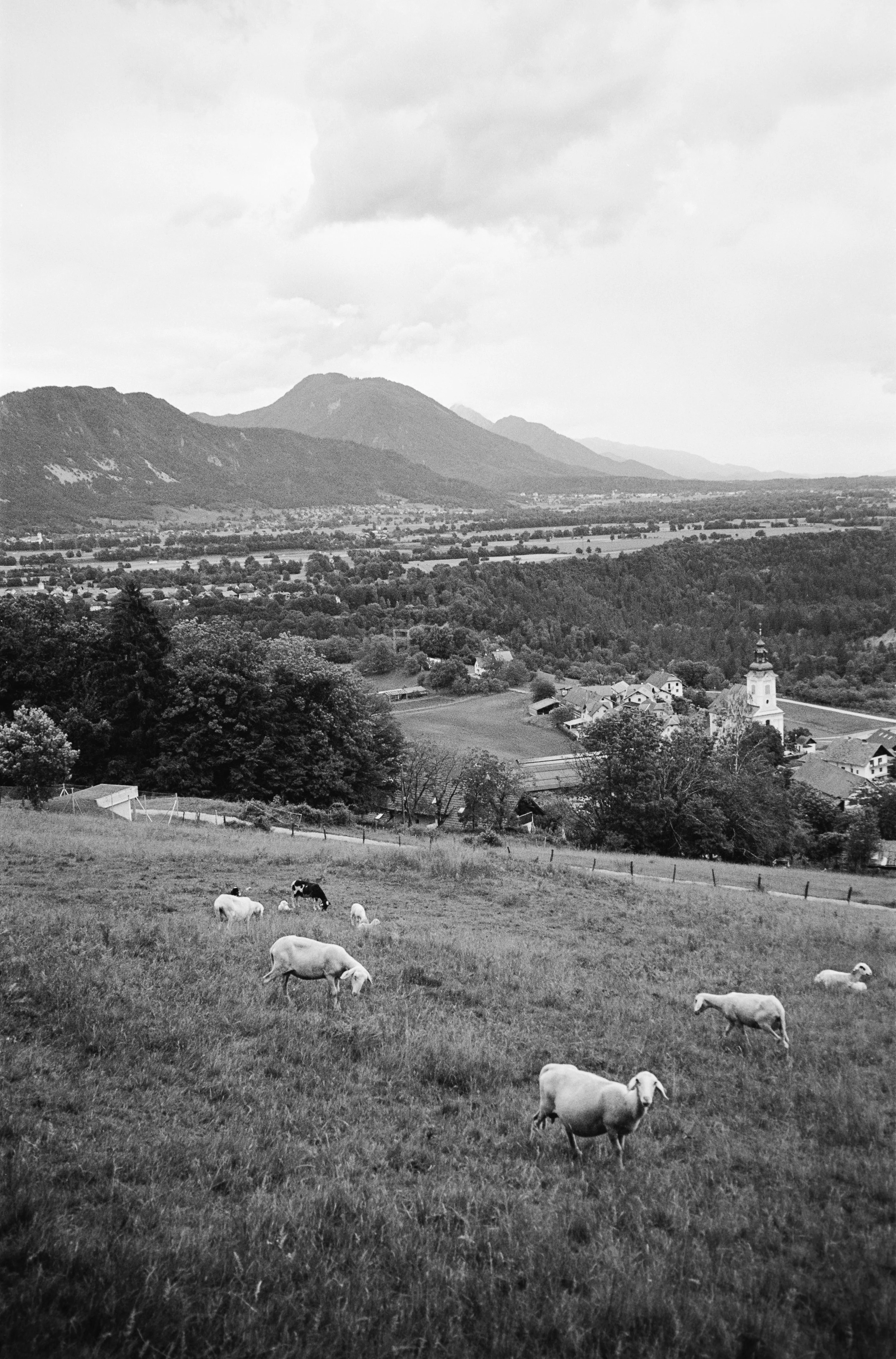 euroscan-397-positive.jpg