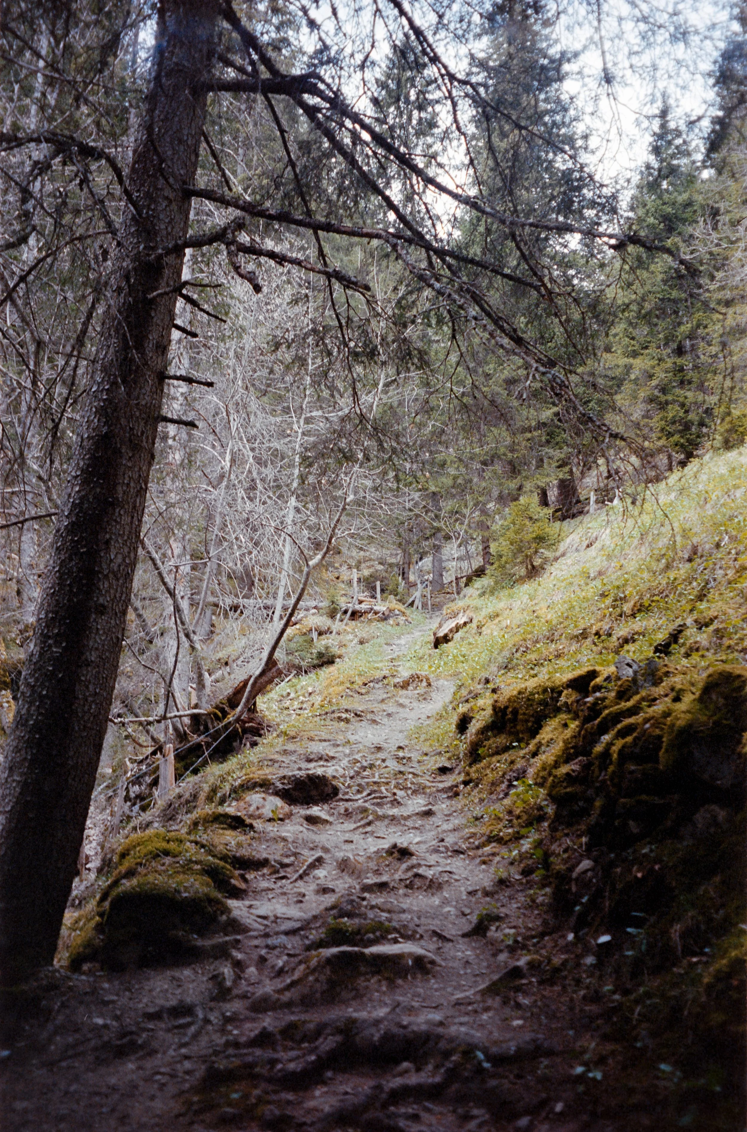 euroscan-135-positive.jpg