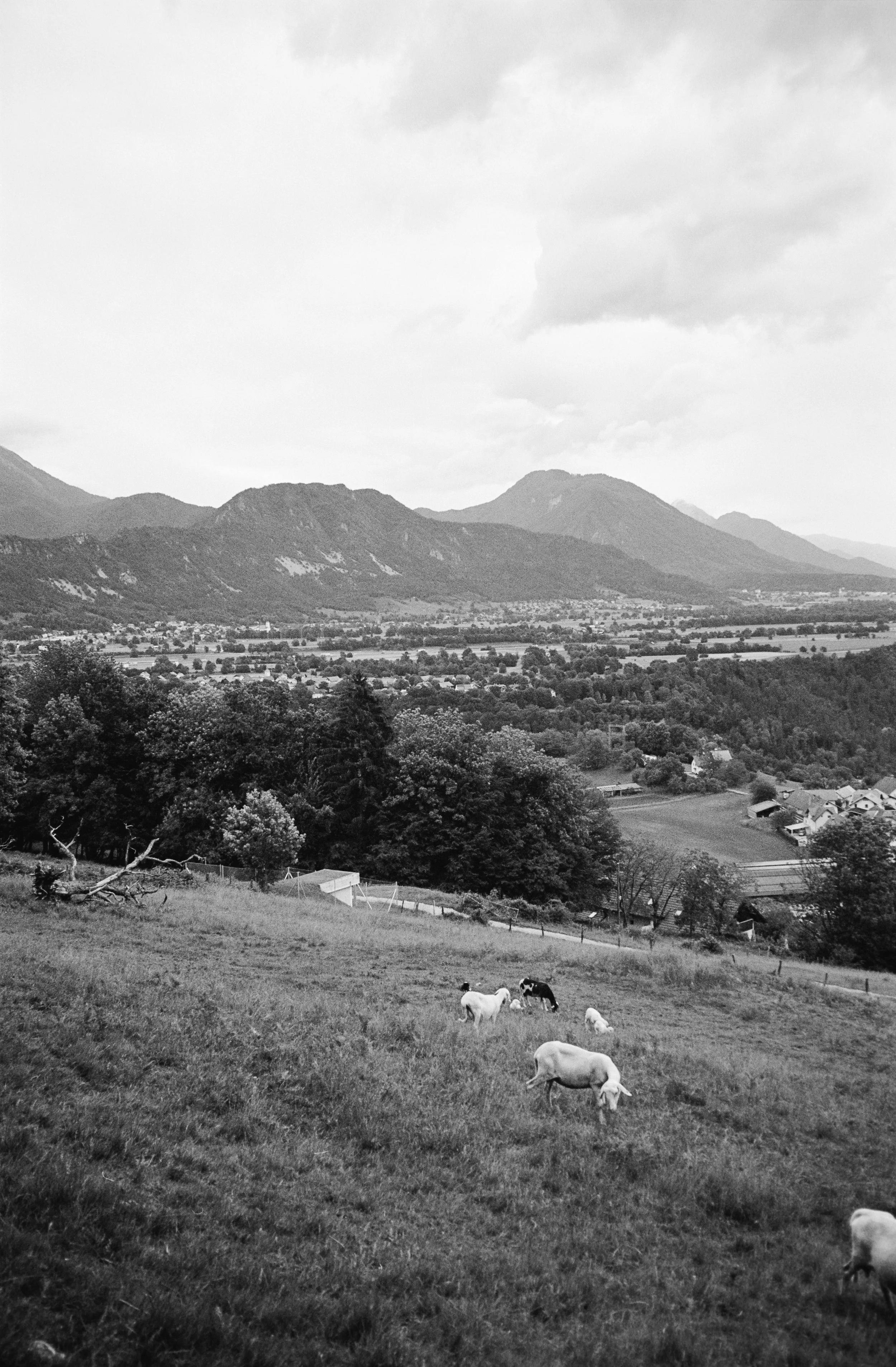 euroscan-396-positive.jpg