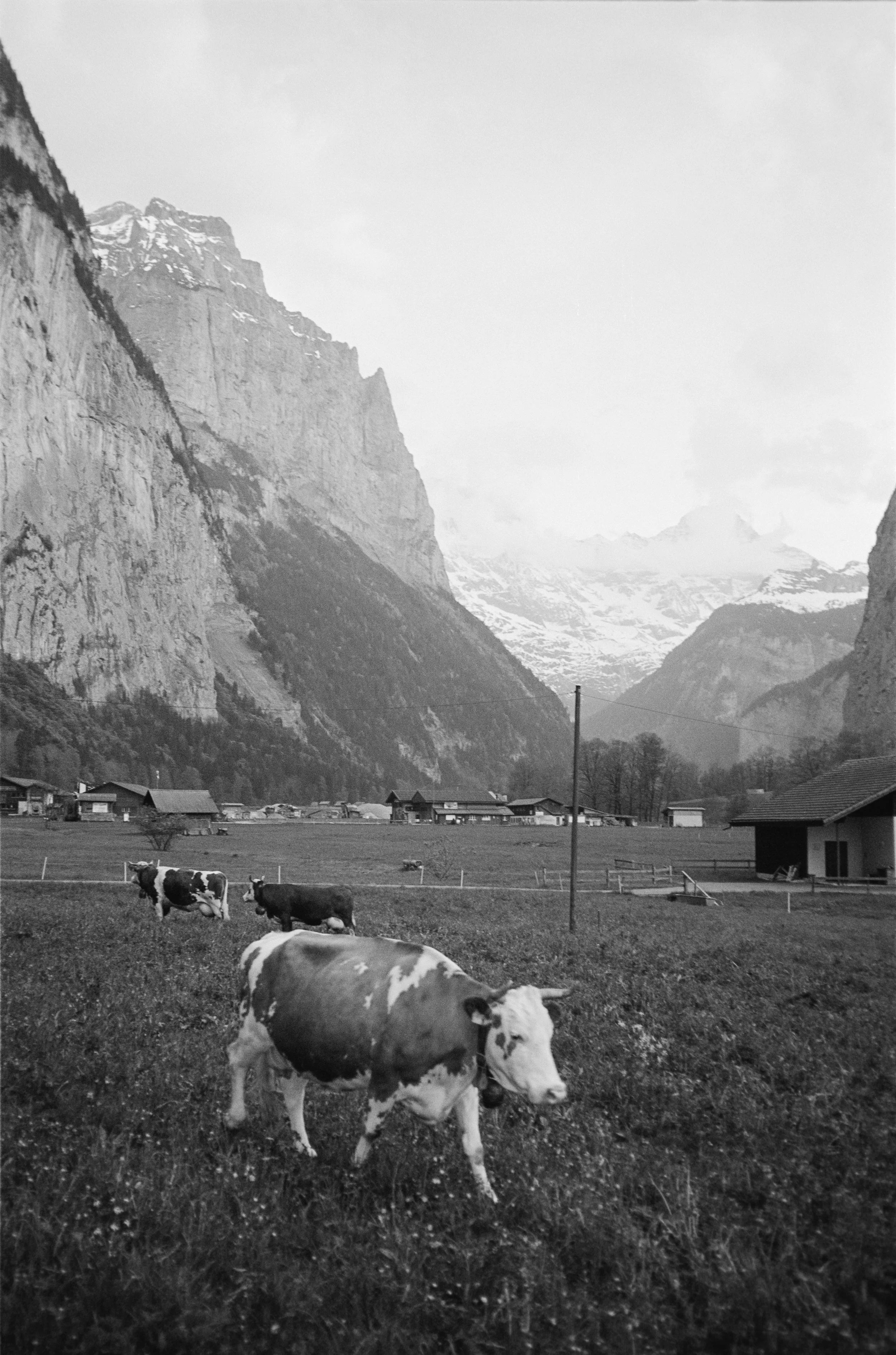 euroscan-547-positive.jpg