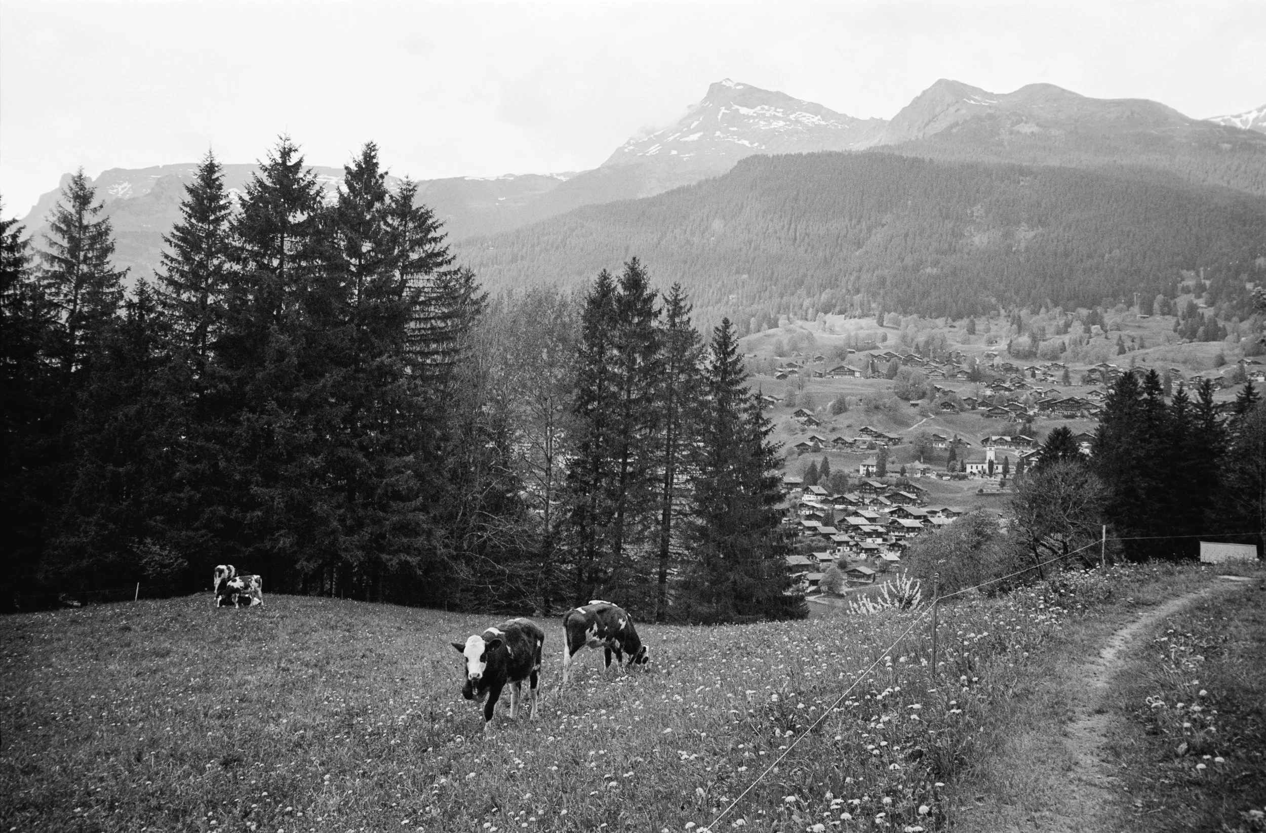 euroscan-422-positive.jpg