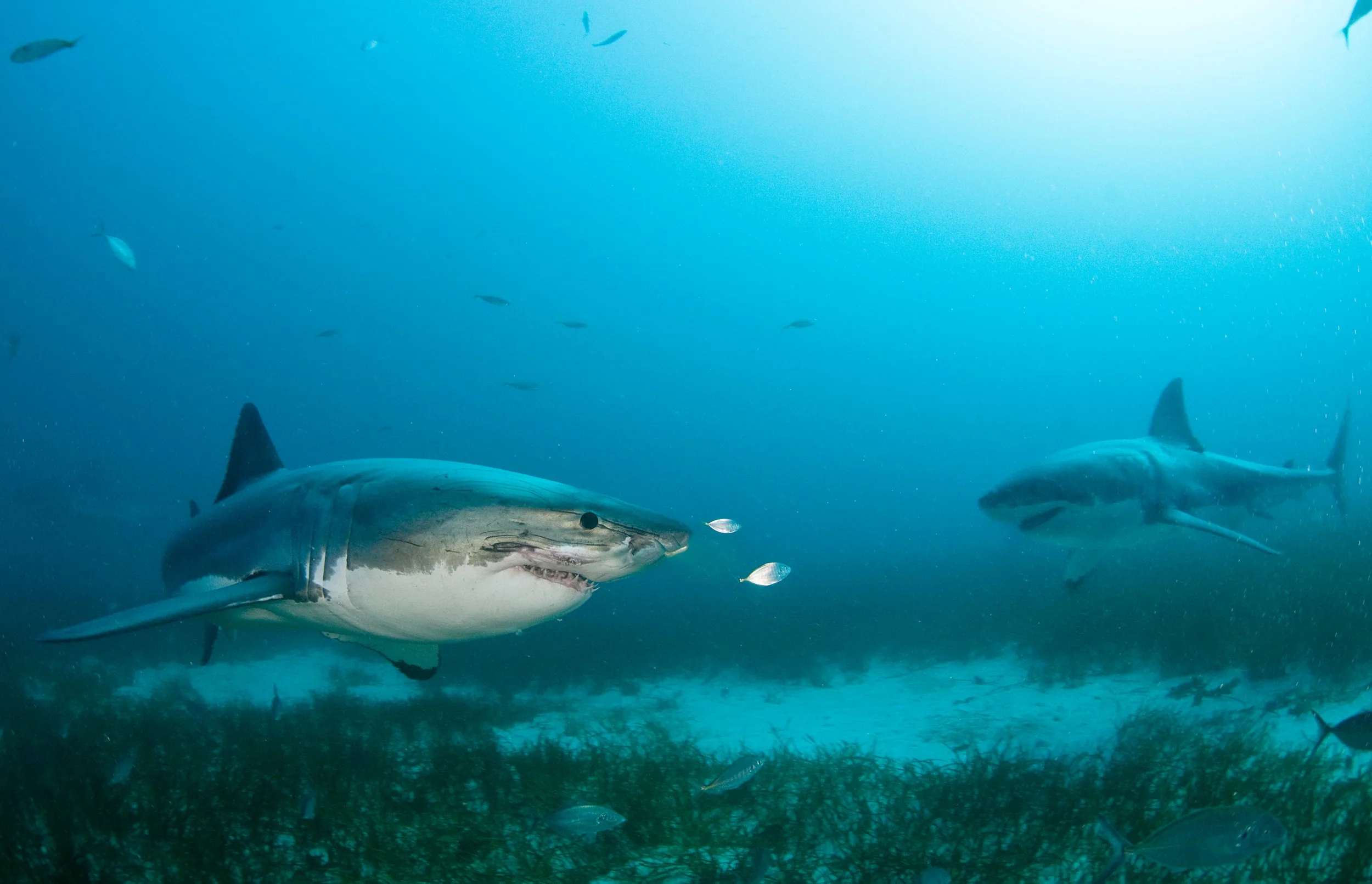White Shark Conservation Genomics