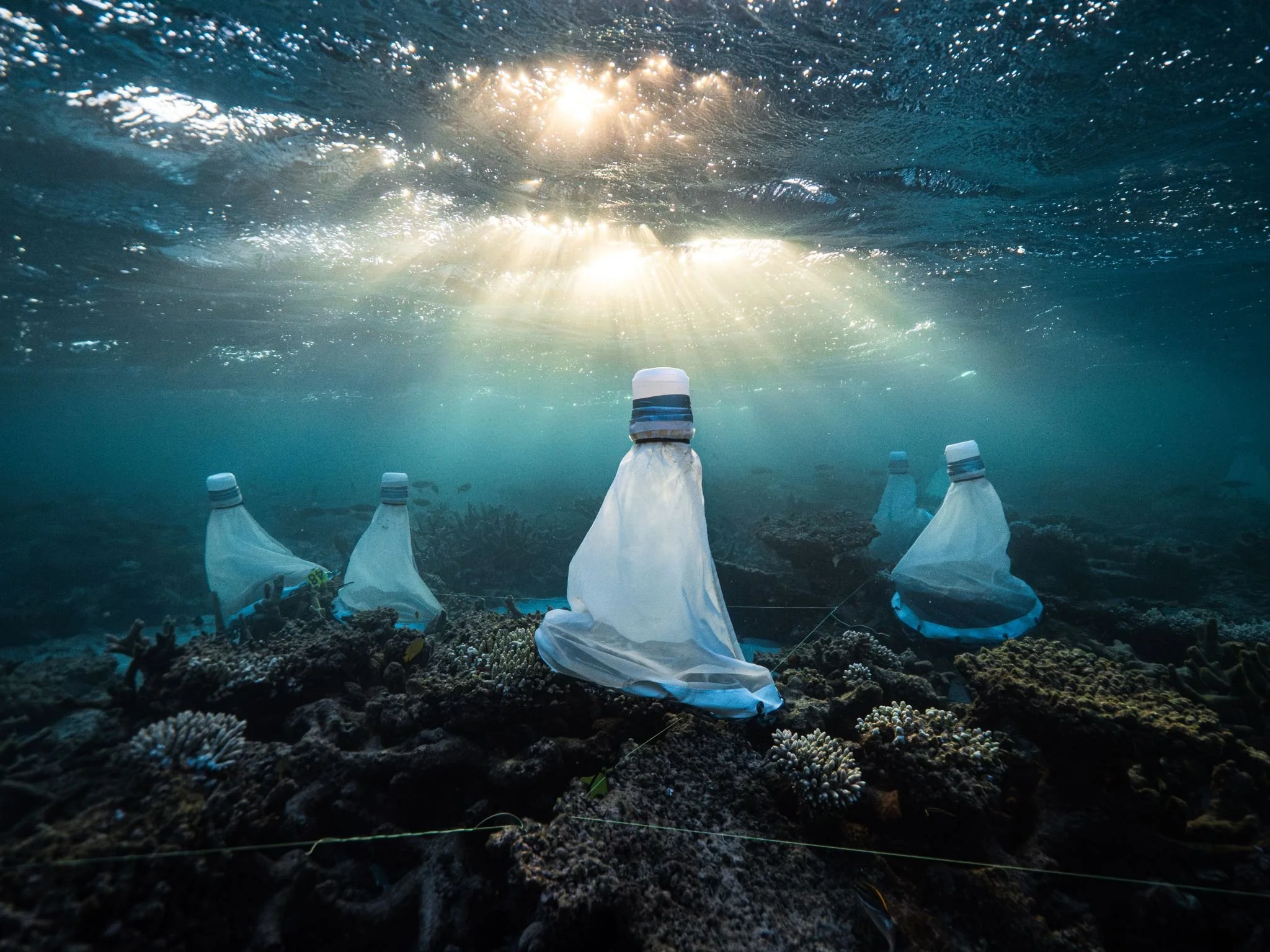WA Reef Regen Program