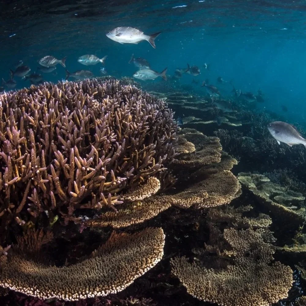 Houtman Abrolhos Coral Resilience