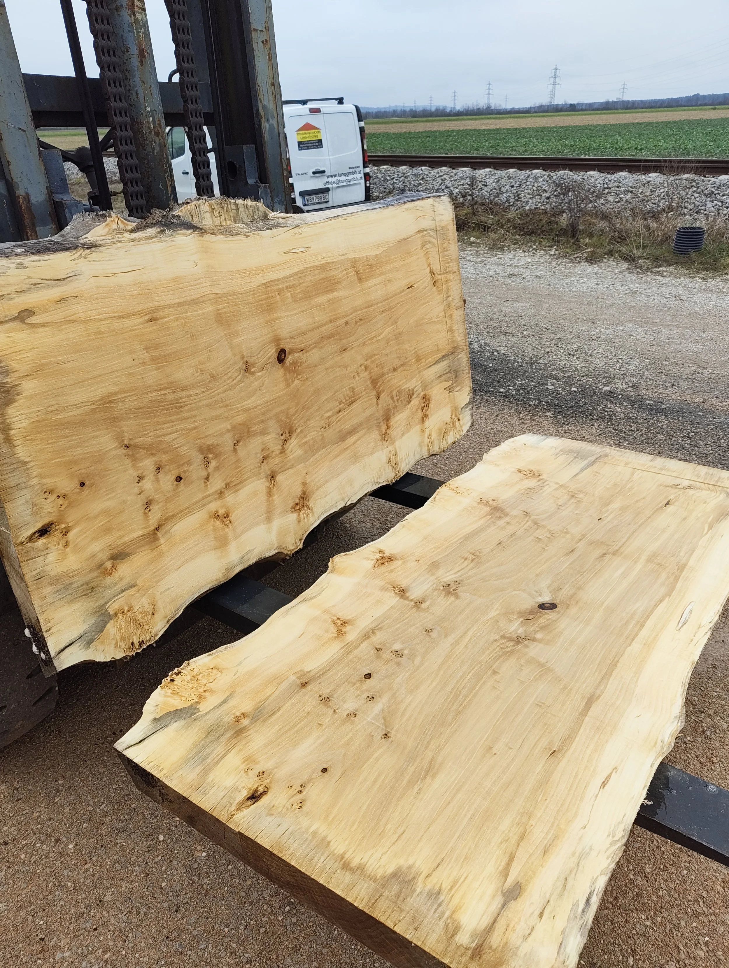 Maserpappel, Pappelholz, Regionales Holz, Katzelsdorf