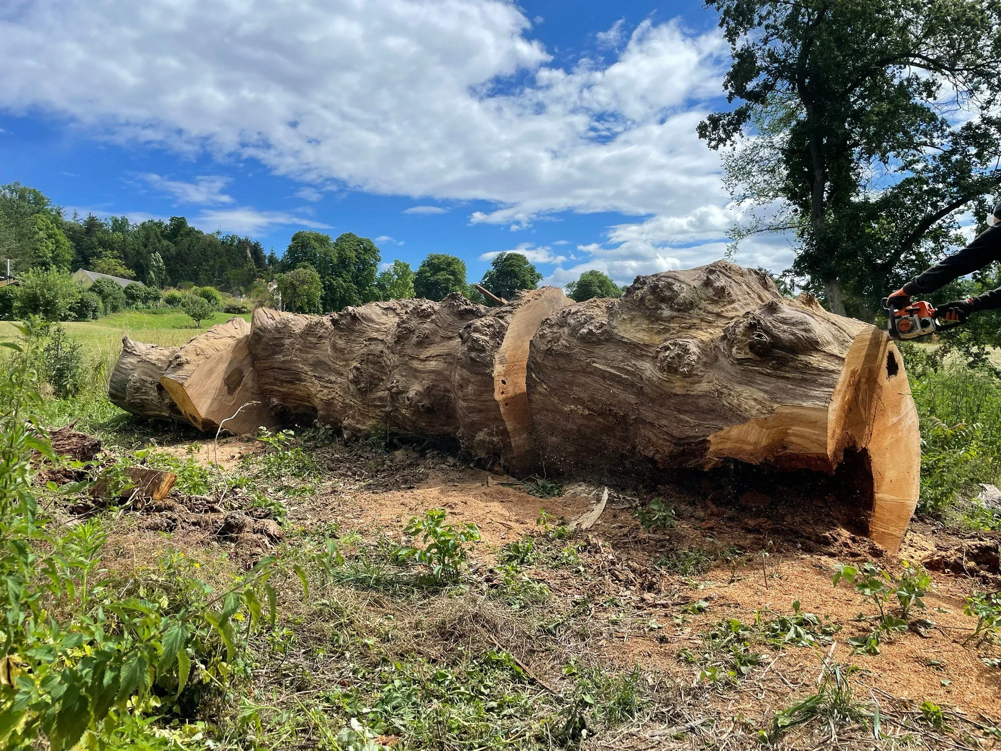 Baumstamm Monolith, Eiche, Eichenholz