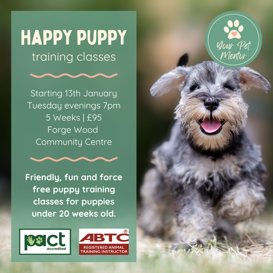 A grey and brown dog looking happy with the text describing puppy classes starting 13th January at 7pm for 5 weeks at the Forge Wood Community Centre.