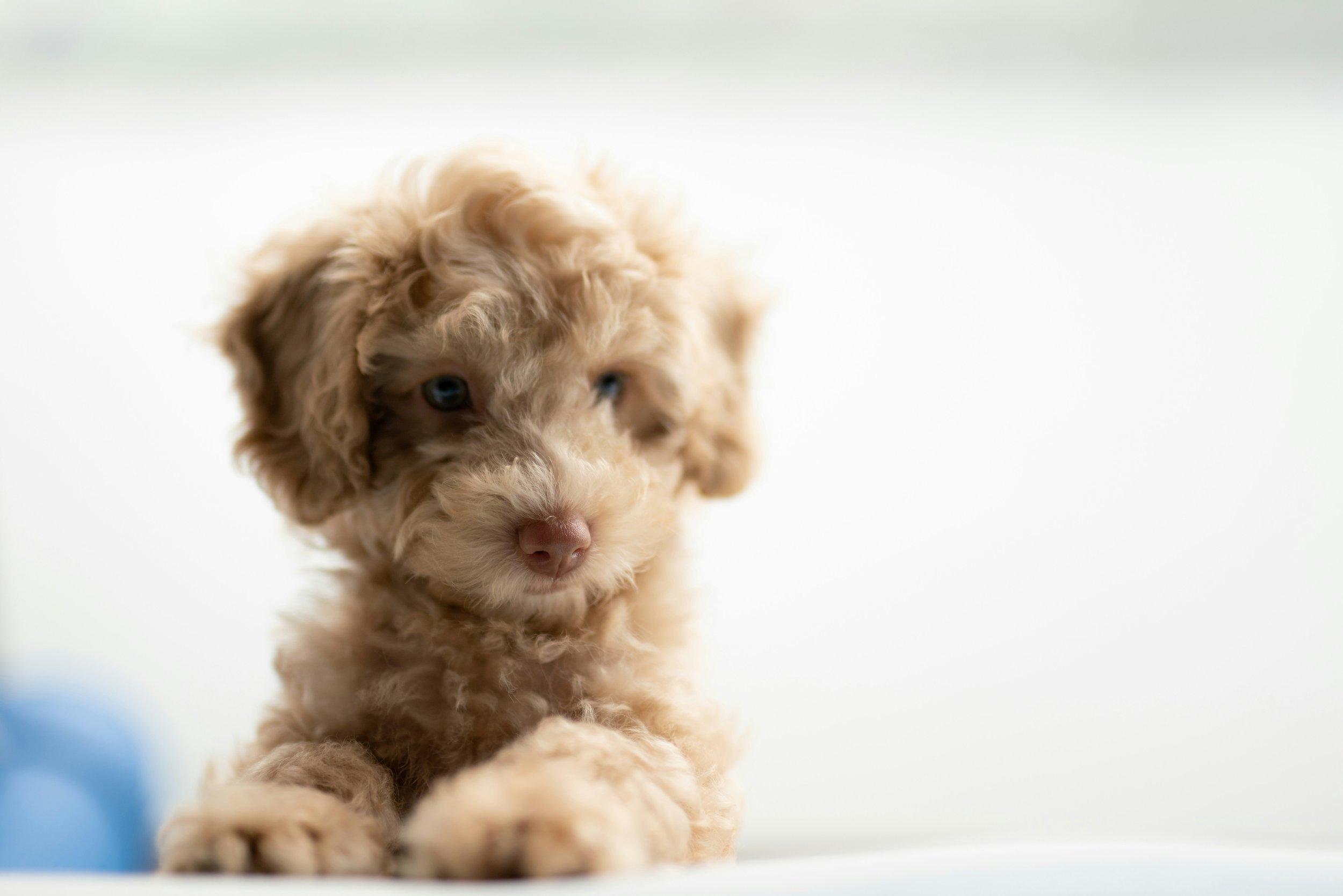 Brown curly haired puppy sitting on a blanket