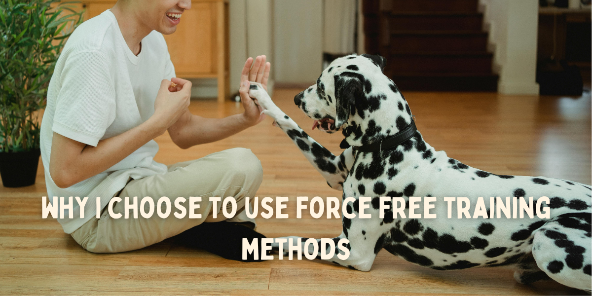 Person sitting on the floor and smiling while high fiving a large black and white dog.