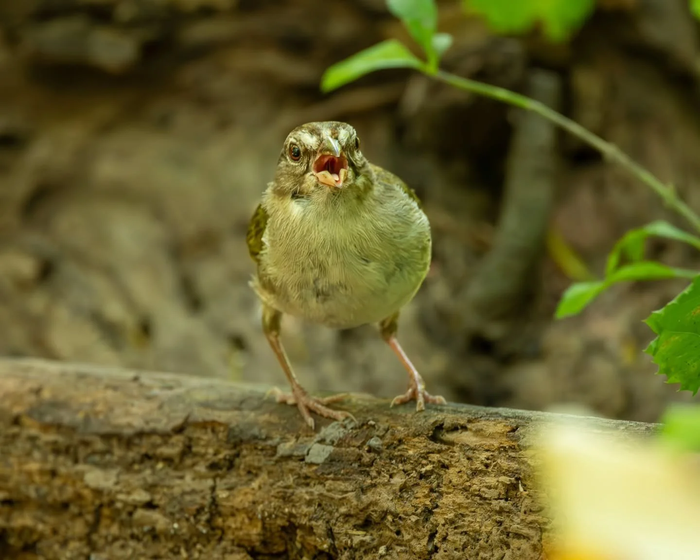 THE RETURN TO THE WILD 🐦  Wildlife behind the Lens 
SOUTH TEXAS BIRDS - 
#wildlifephotography #naturephotography #texaswildlife  #nikonwildlifephotography #nikonphotographer #birdphotography
#bird #birdlovers #