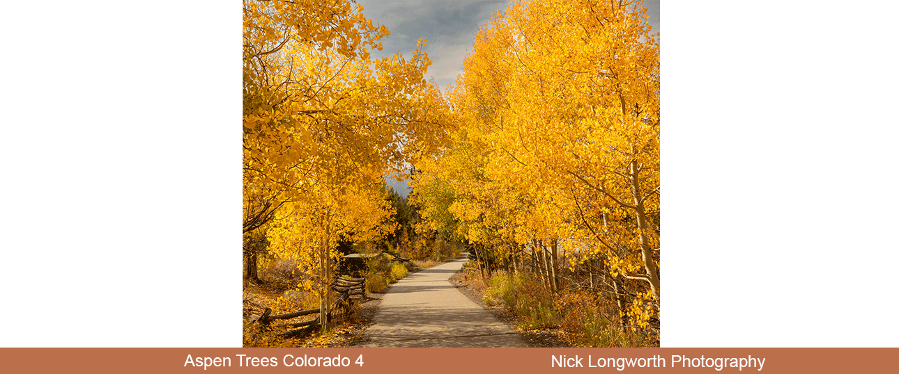 Aspen-Trees-Colorado-4.png