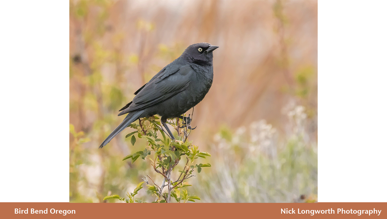 Bird-Bend-Oregon.png
