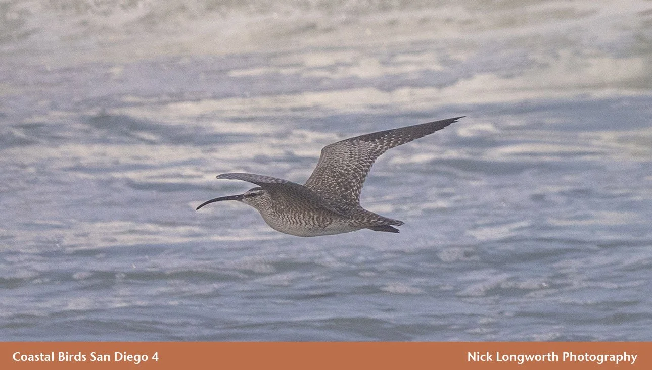 Coastal-Birds-San-Diego-4.jpg