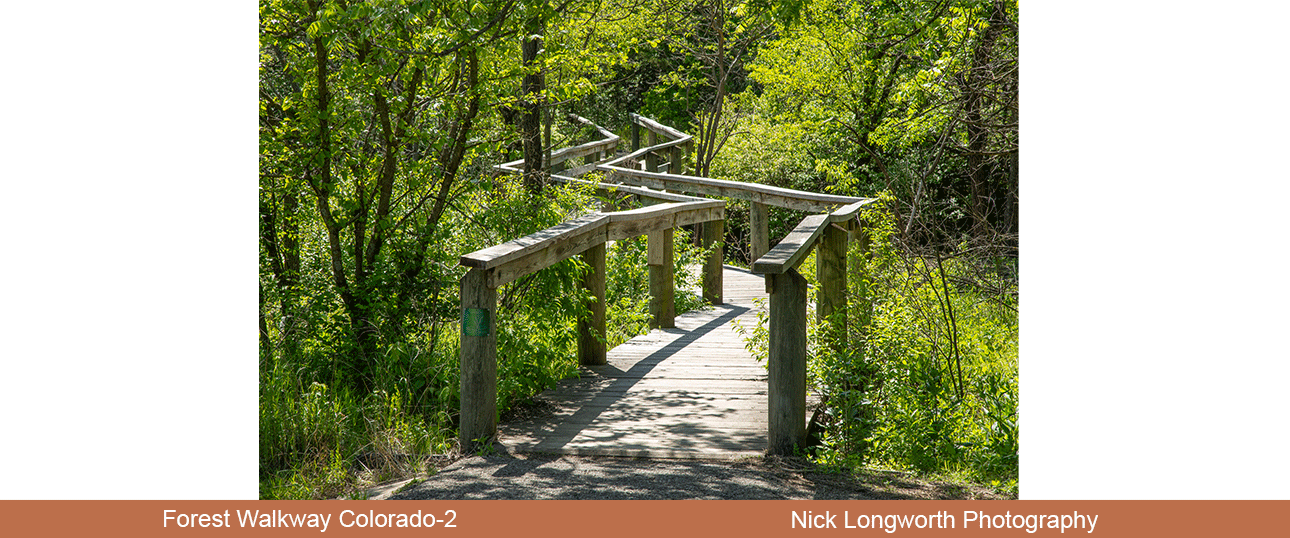 Forest-Walkway-Colorado-2.png