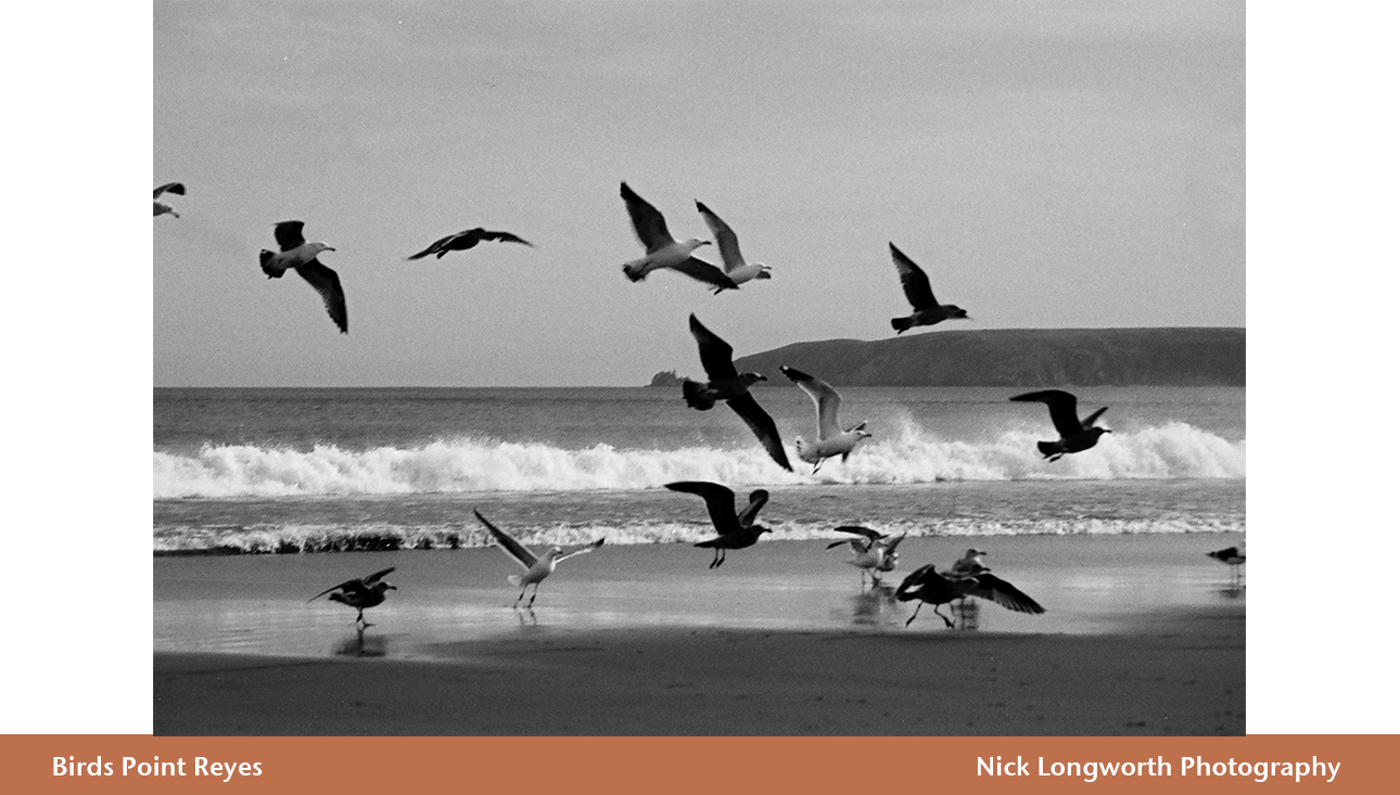 Birds-Point-Reyes.png