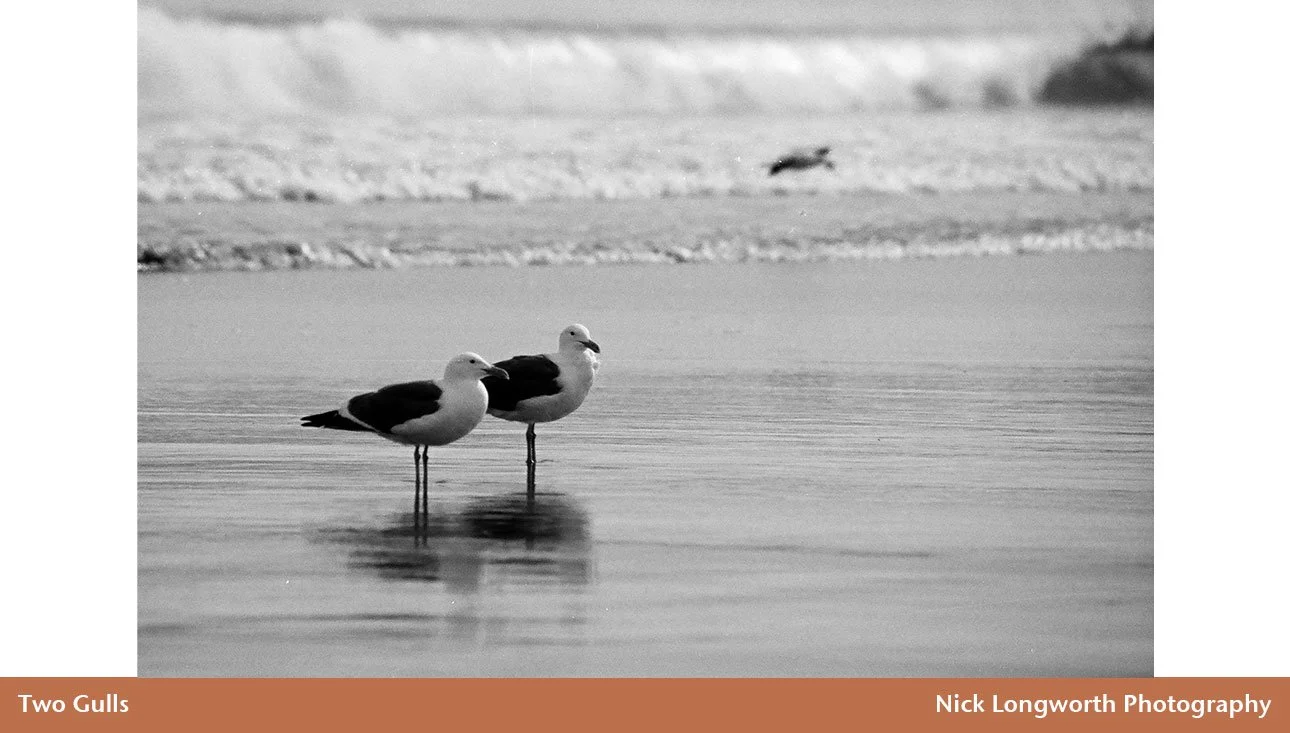 two-gulls.jpg