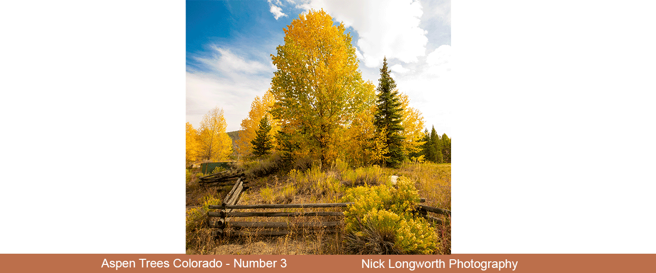 Aspen-trees-colorado-3.png