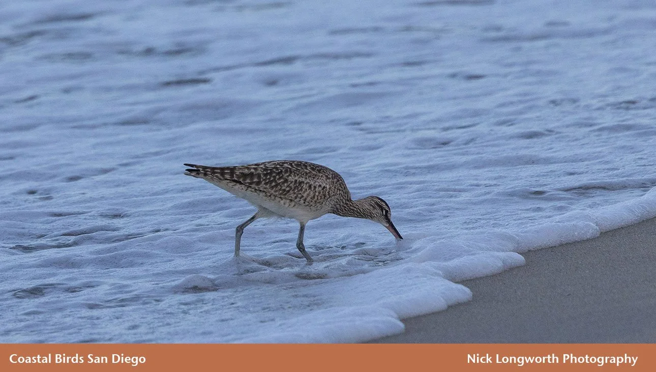 Coastal-Birds-San-Diego.jpg