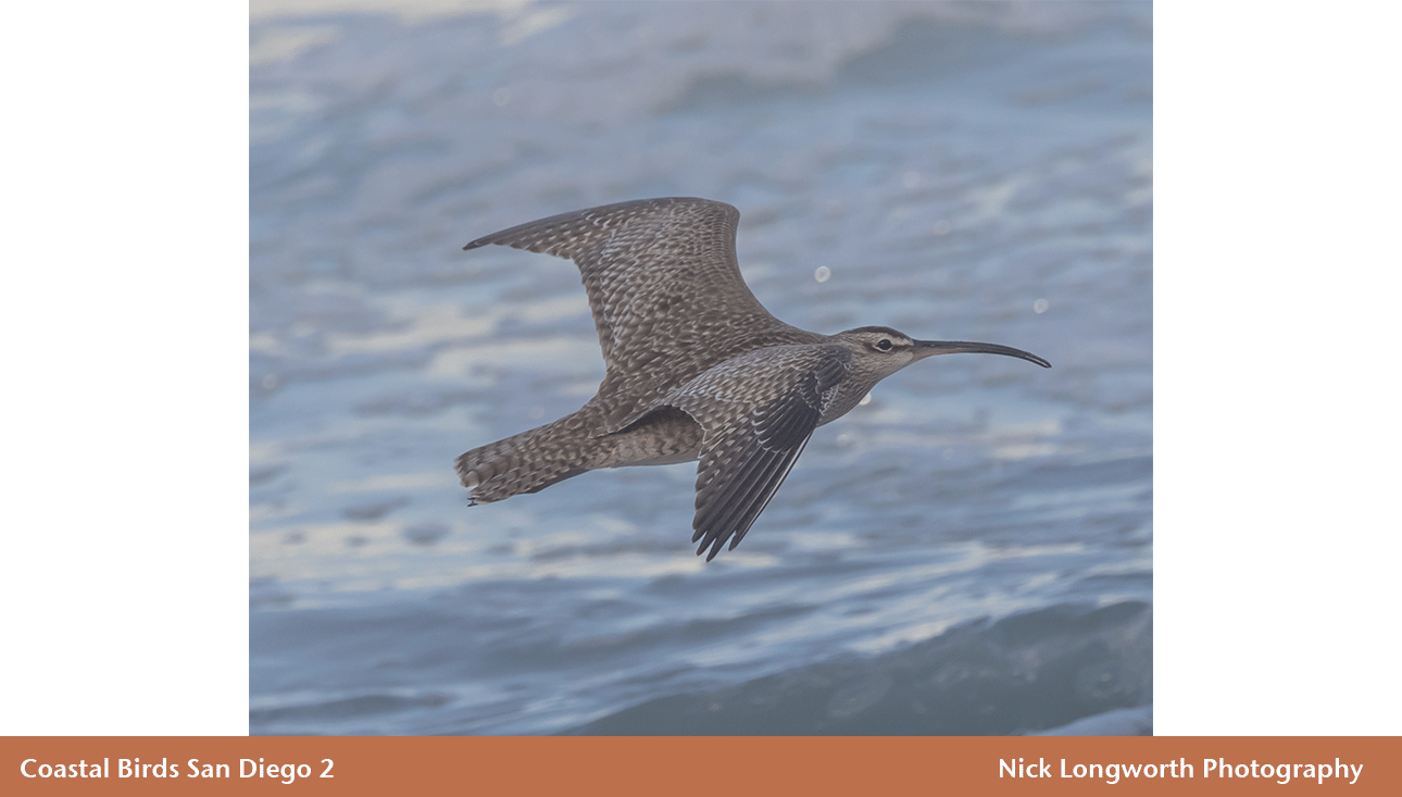 Coastal-Birds-San-Diego-2.png
