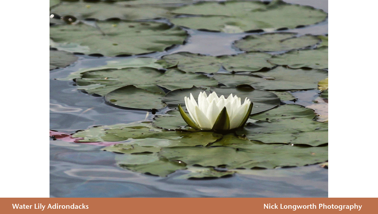 Water-Lily-Adirondacks.png