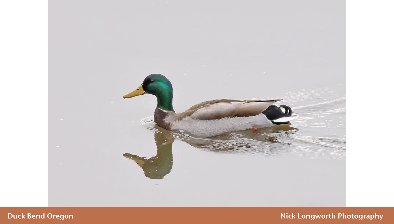 Duck-Bend-Oregon.png