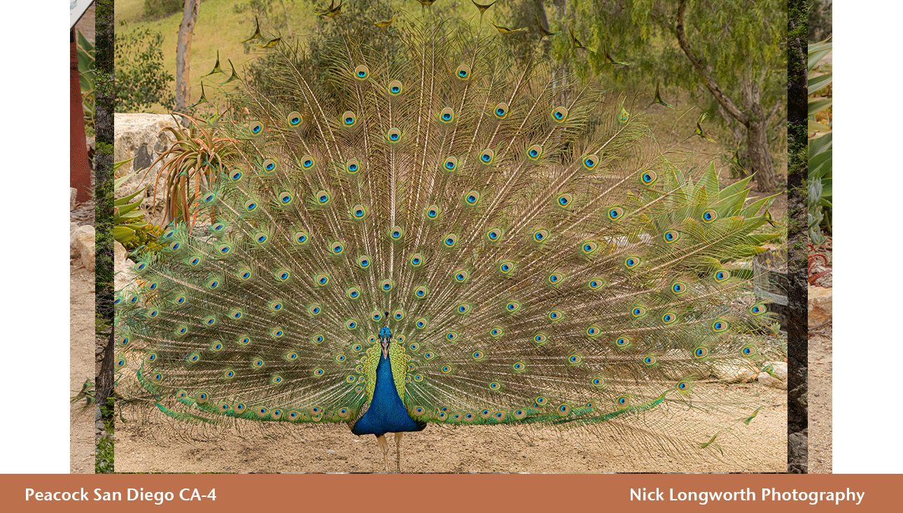 Peacock-San-Diego-4.png