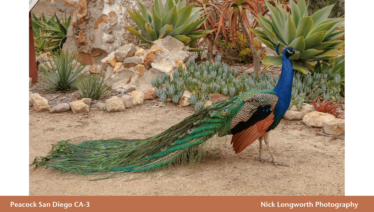 Peacock-San-Diego-3.png