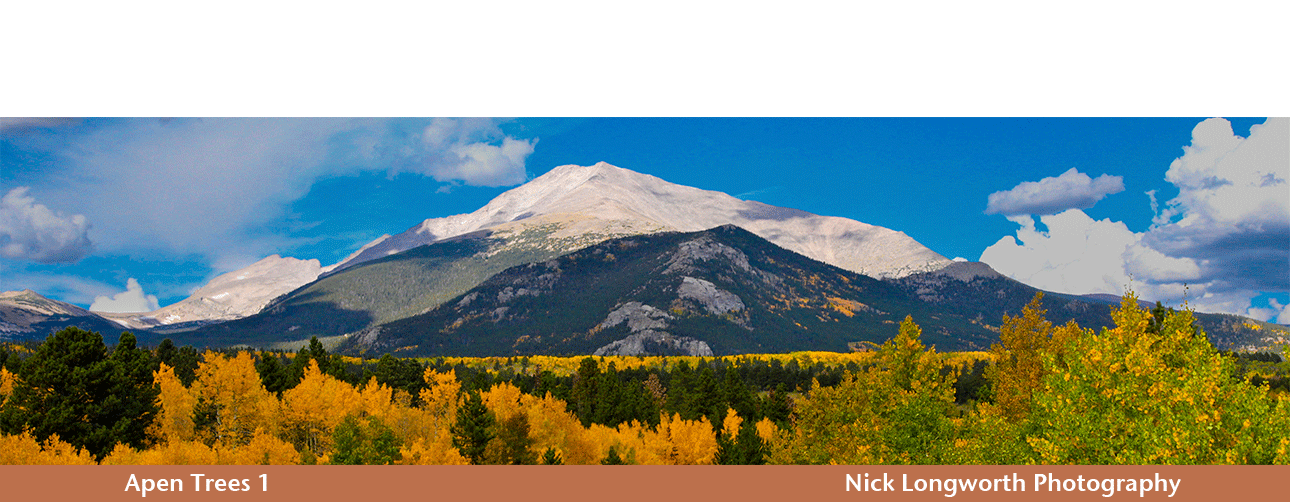 aspen-trees1-landscape.png