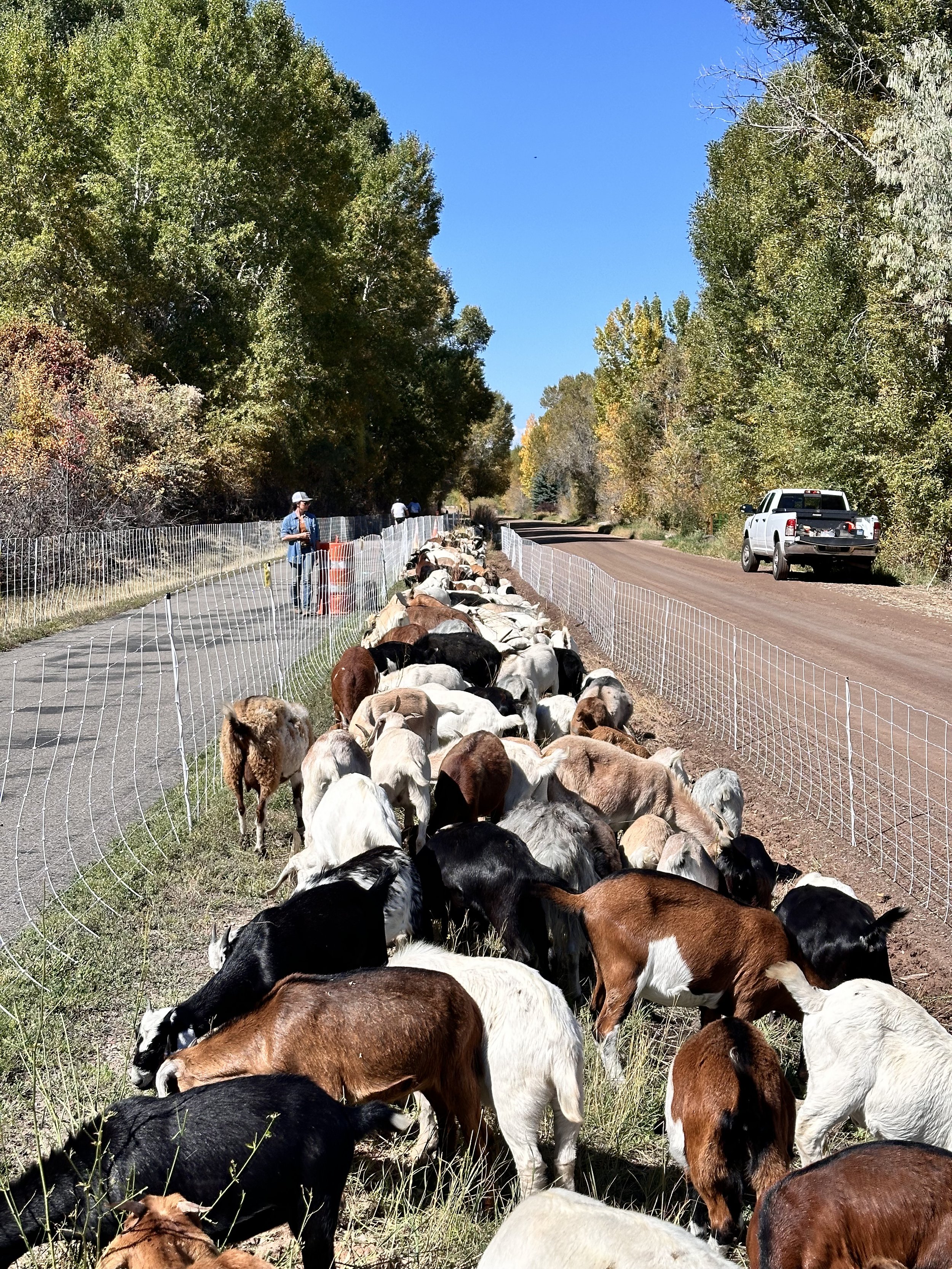 Working with Goat Green LLC for Roaring Fork Transit Authority in Carbondale, CO doing habitat restoration, soil improvement, and managing for invasive species alongside a public use trail.