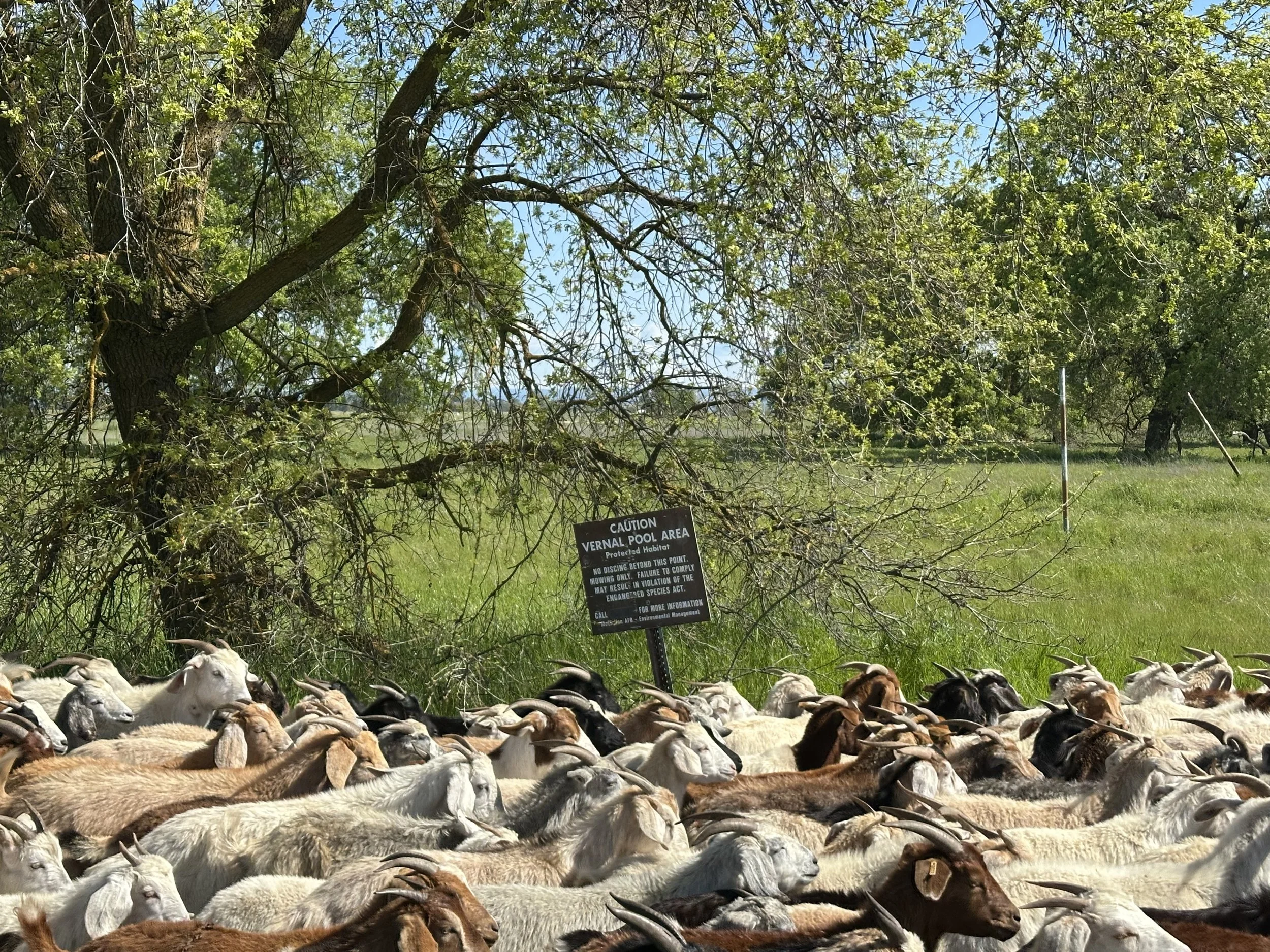 Grazing out a 235 acre Air Force Property to reduce thatch layer and promote protected vernal pool flora and fauna during the hot summer months. Collaborating with Colorado State University Center for Environmental Management of Military Lands to tar